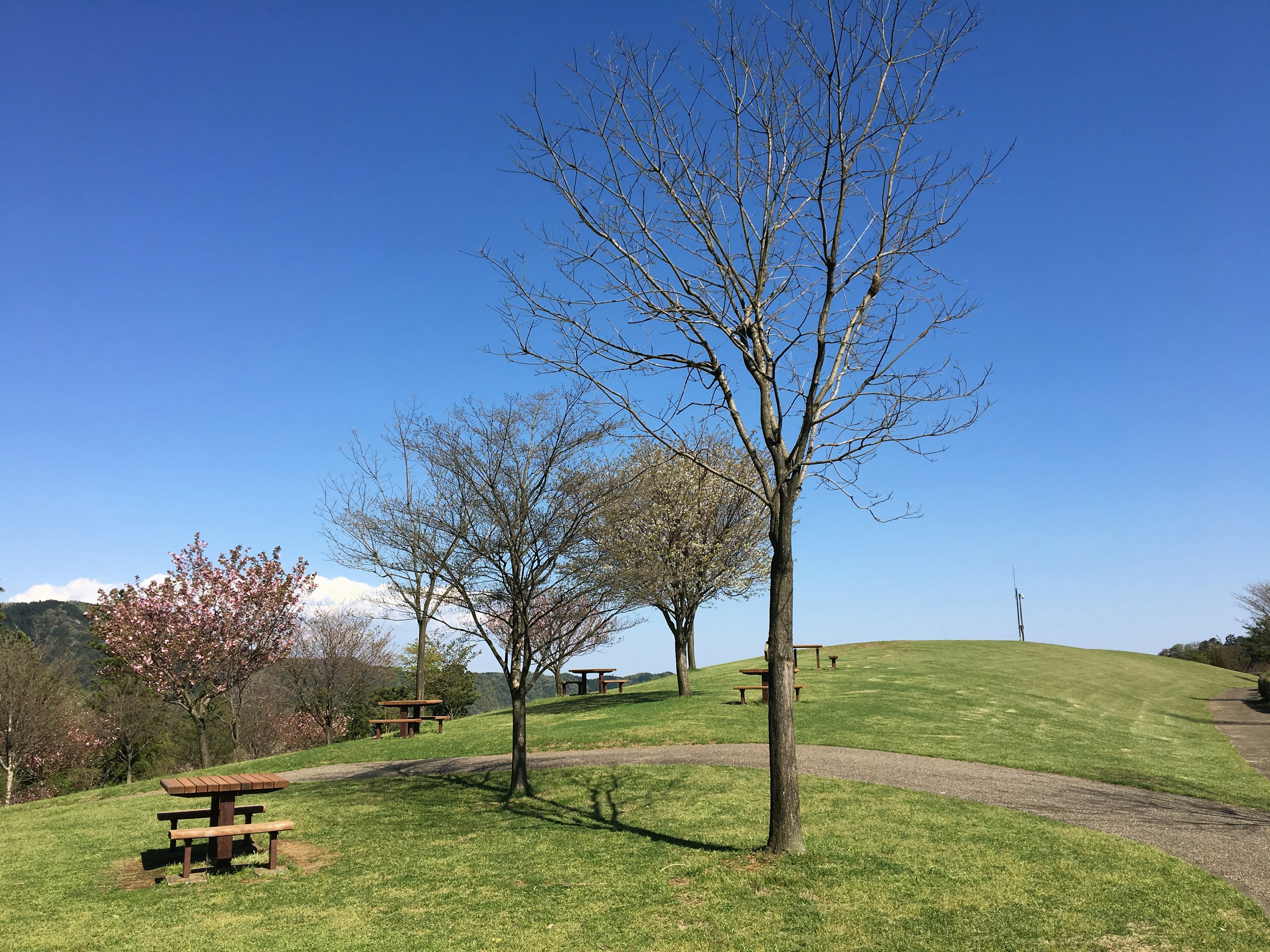 青空の下にある公園の風景で、乾燥した木と緑の芝生が広がっている