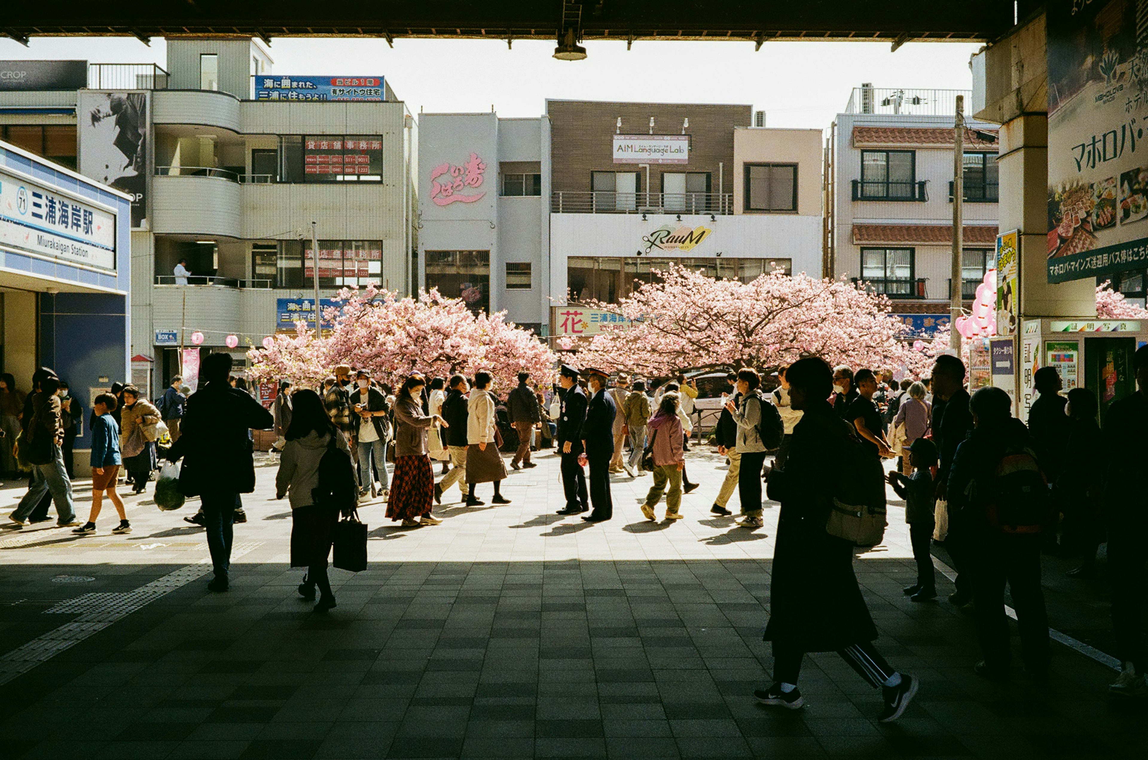 A bustling street scene surrounded by cherry blossom trees with many people walking