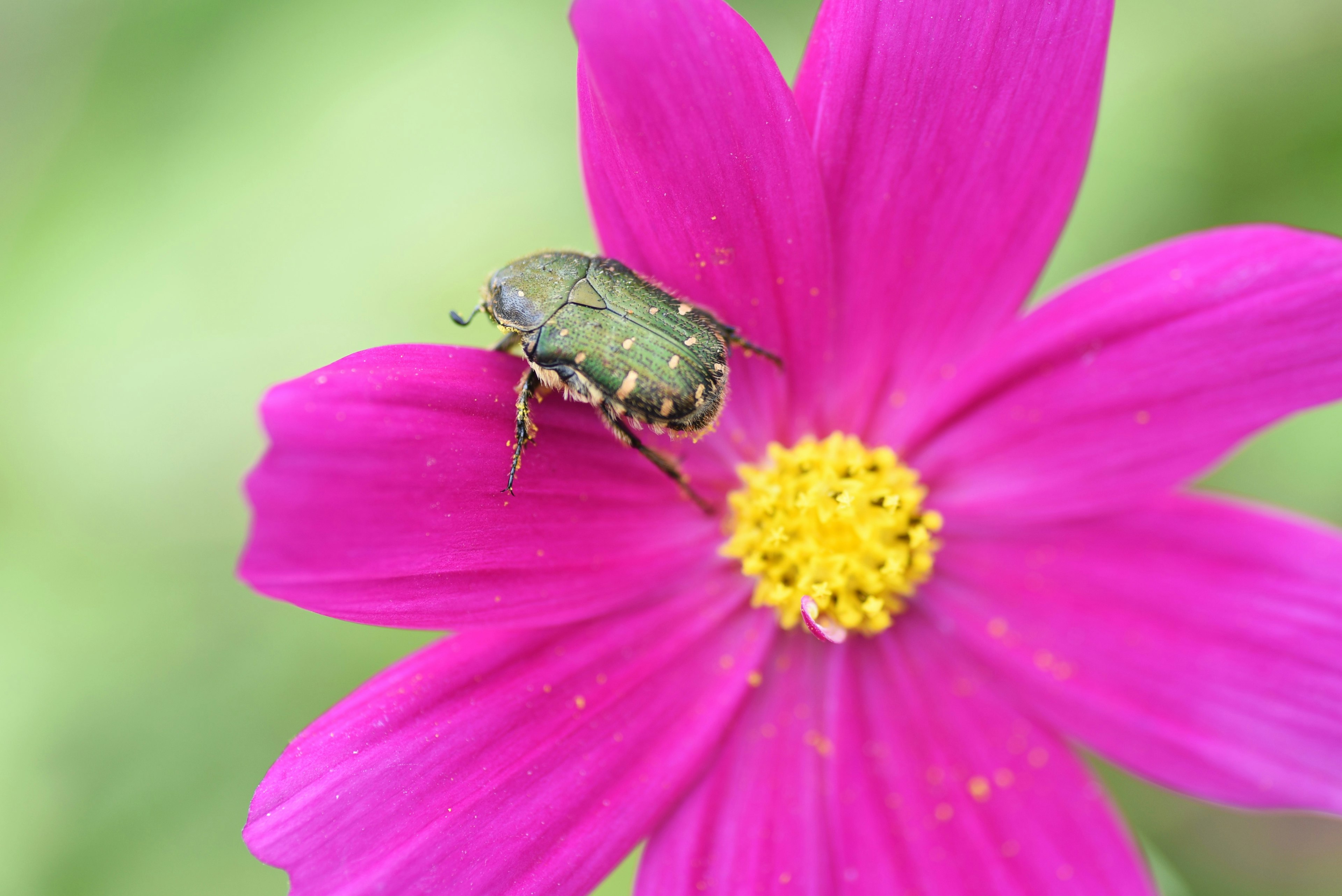 Scarabeau vert se reposant sur une fleur rose