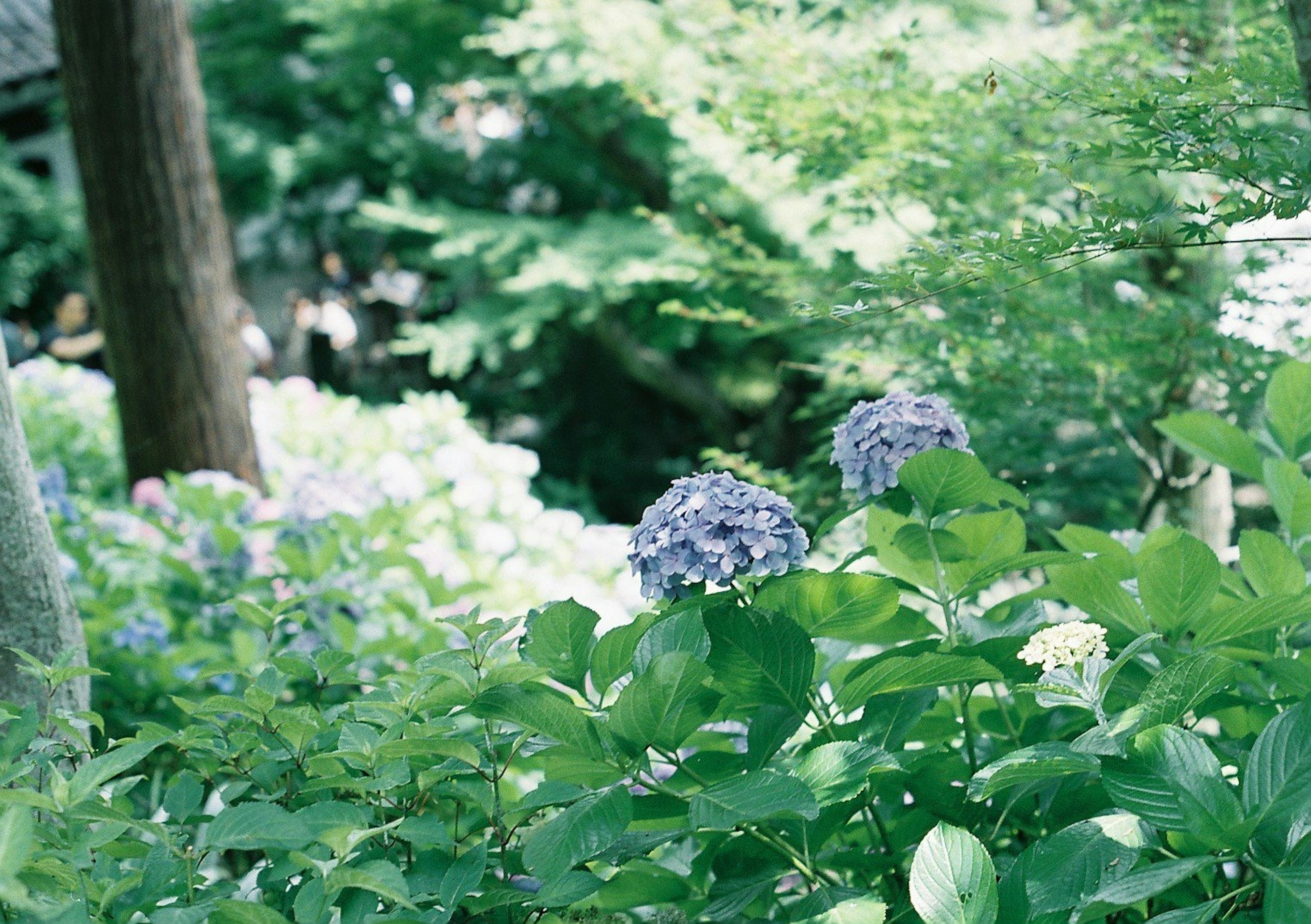 Scena di giardino lussureggiante con ortensie blu-viola circondate da fogliame verde