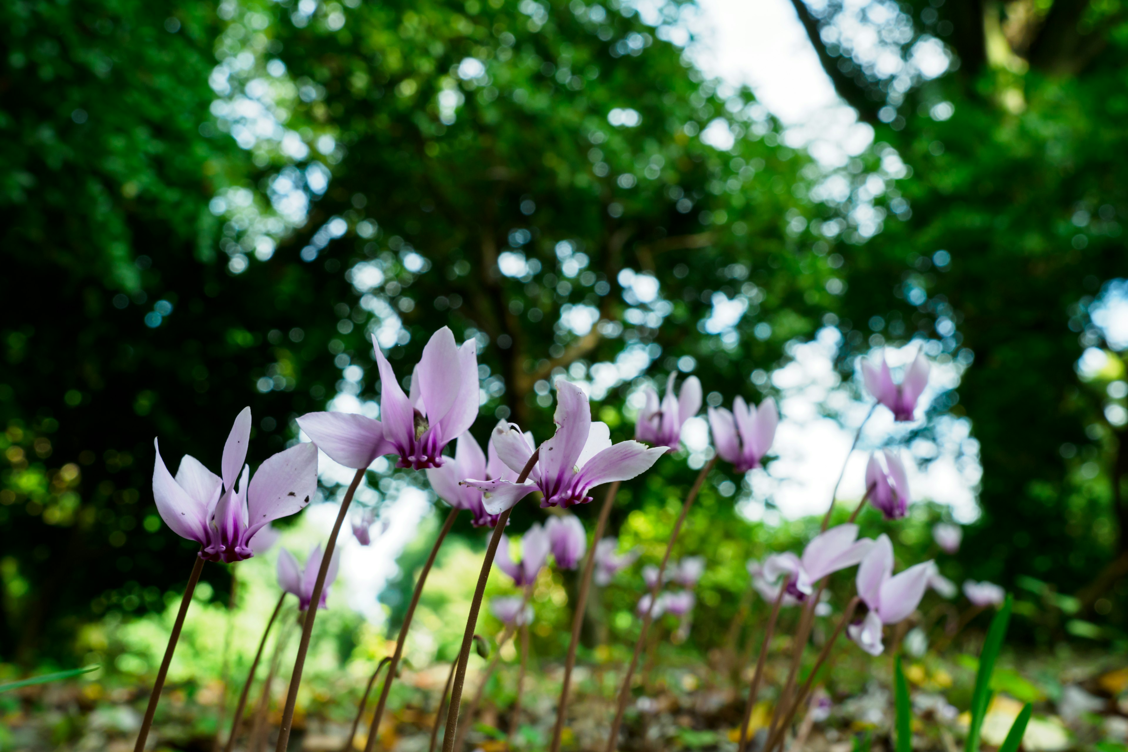 Ansammlung von hellvioletten Blumen, die vor einem grünen Hintergrund blühen