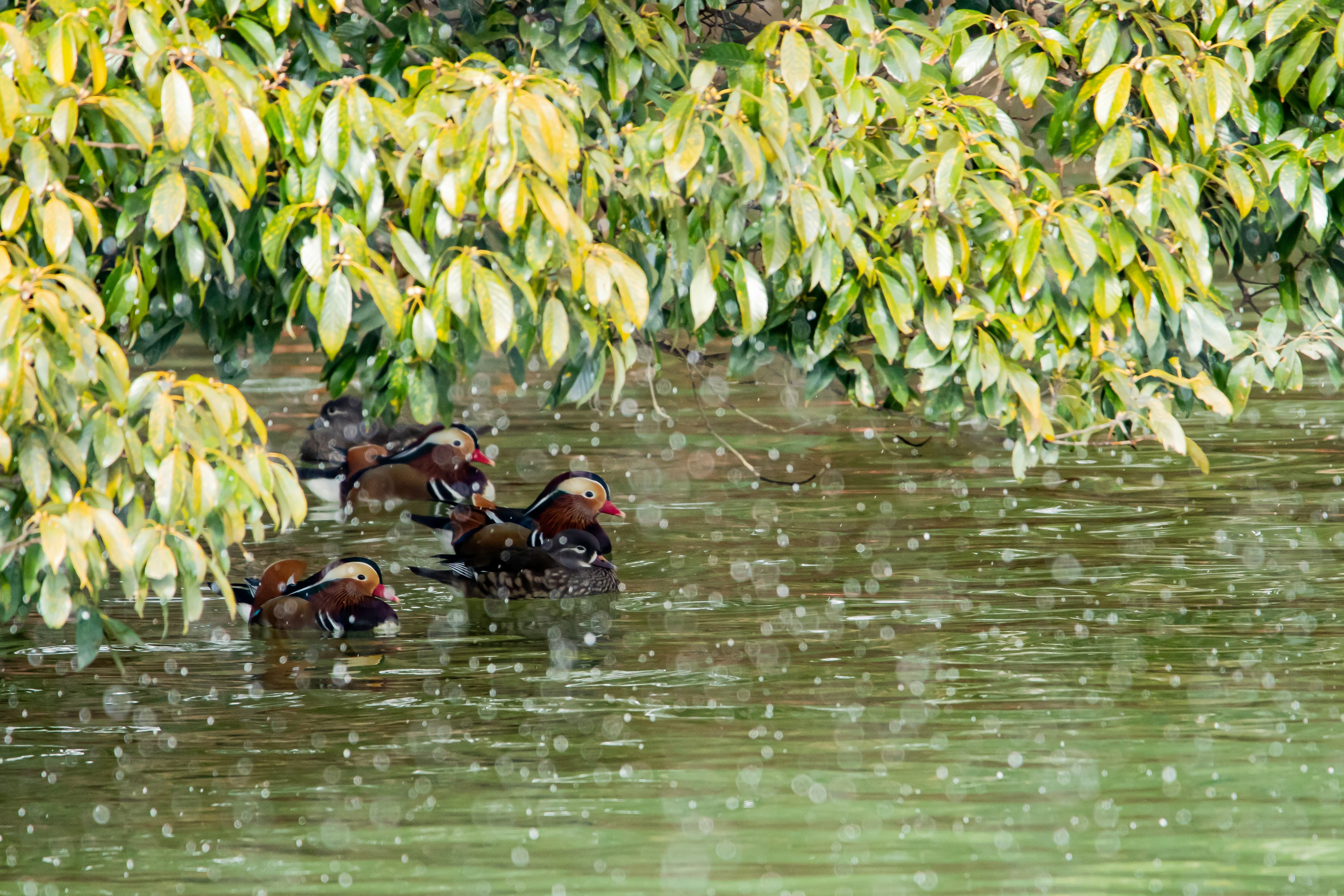 Plusieurs oiseaux aquatiques flottant sur l'eau avec des feuilles vertes au-dessus