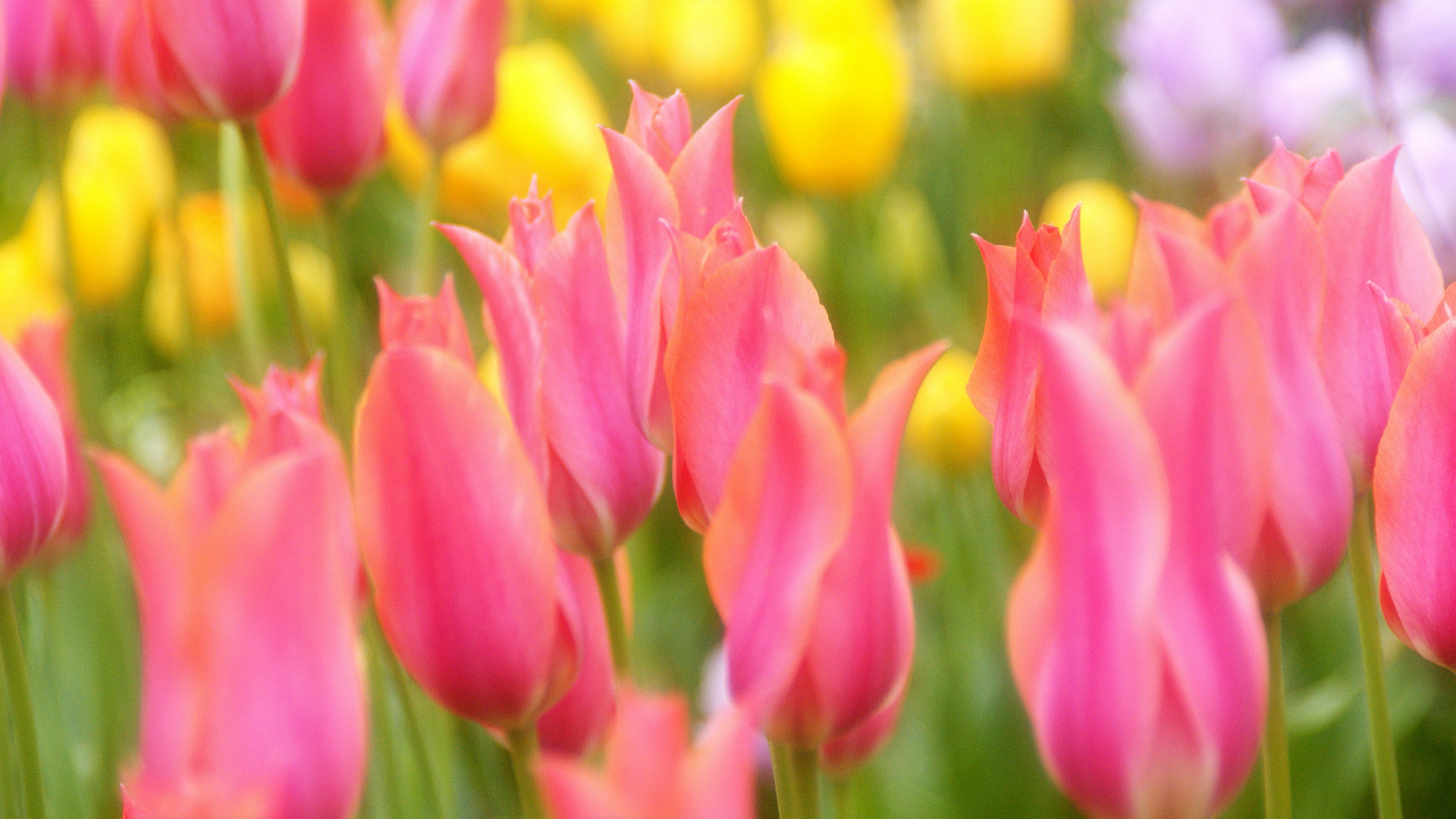 Colorful tulip field featuring pink tulips in the foreground yellow and purple tulips in the background