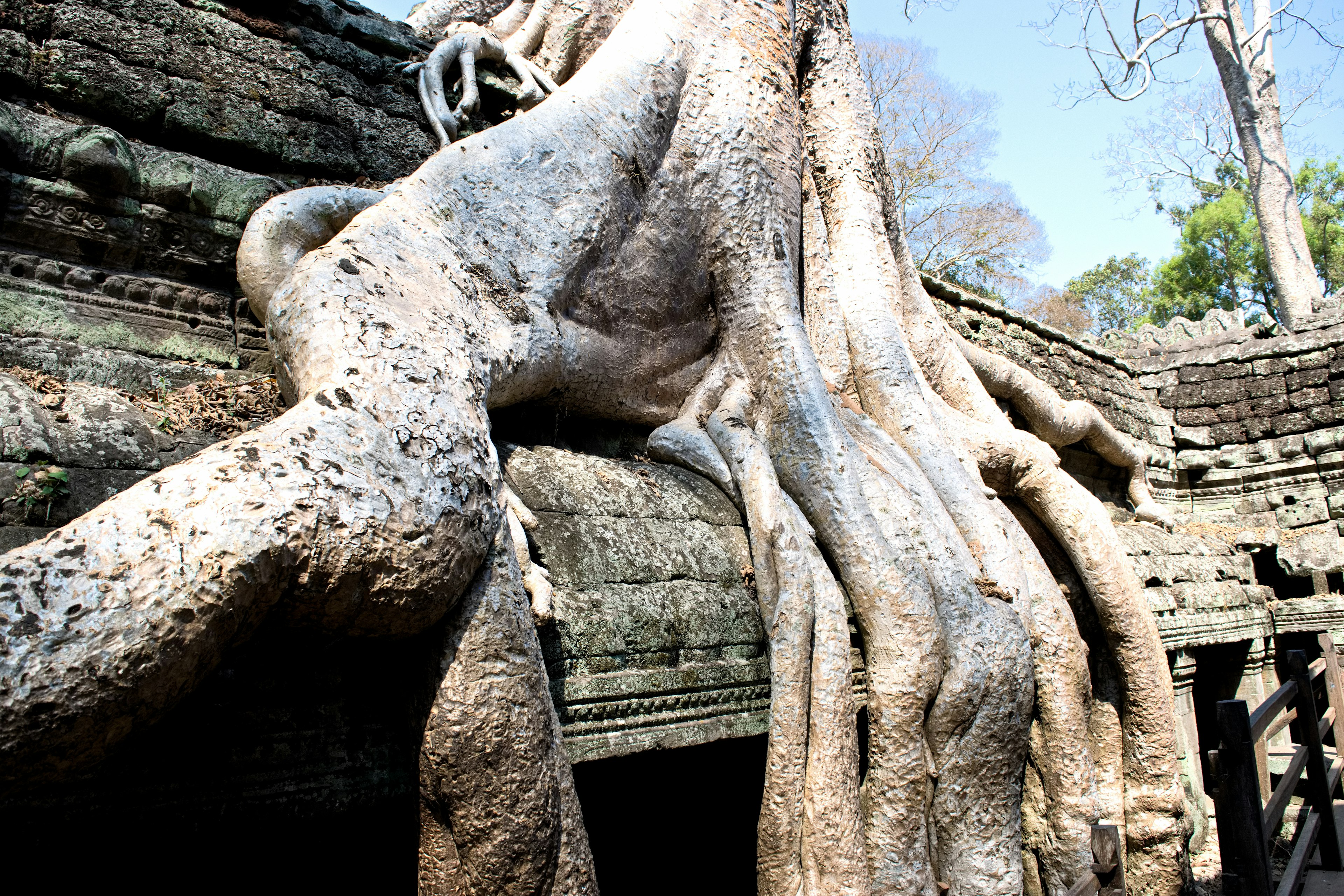 De gigantesques racines d'arbres enchevêtrées autour des ruines d'un ancien temple