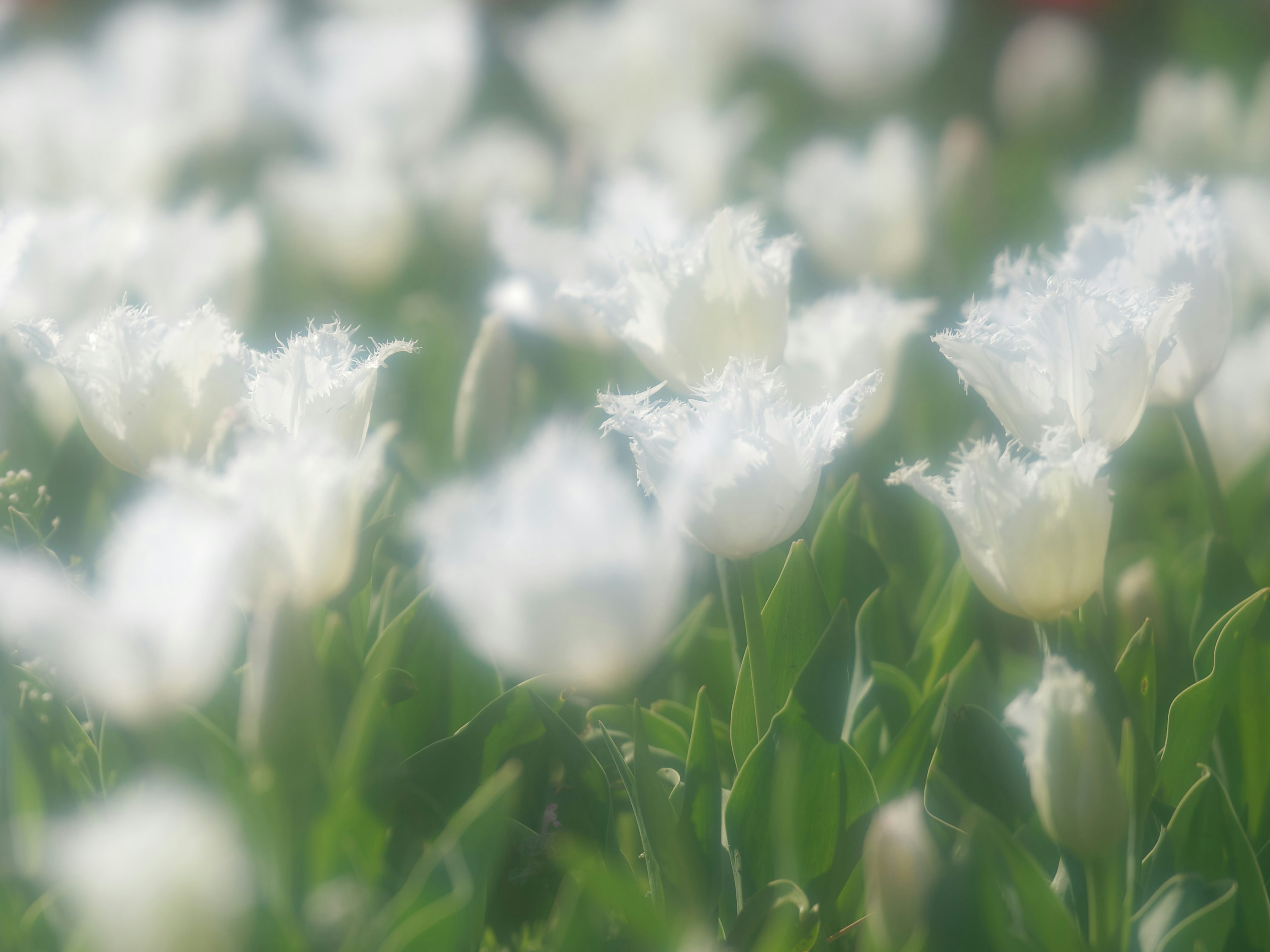 白いチューリップの花が咲いている風景