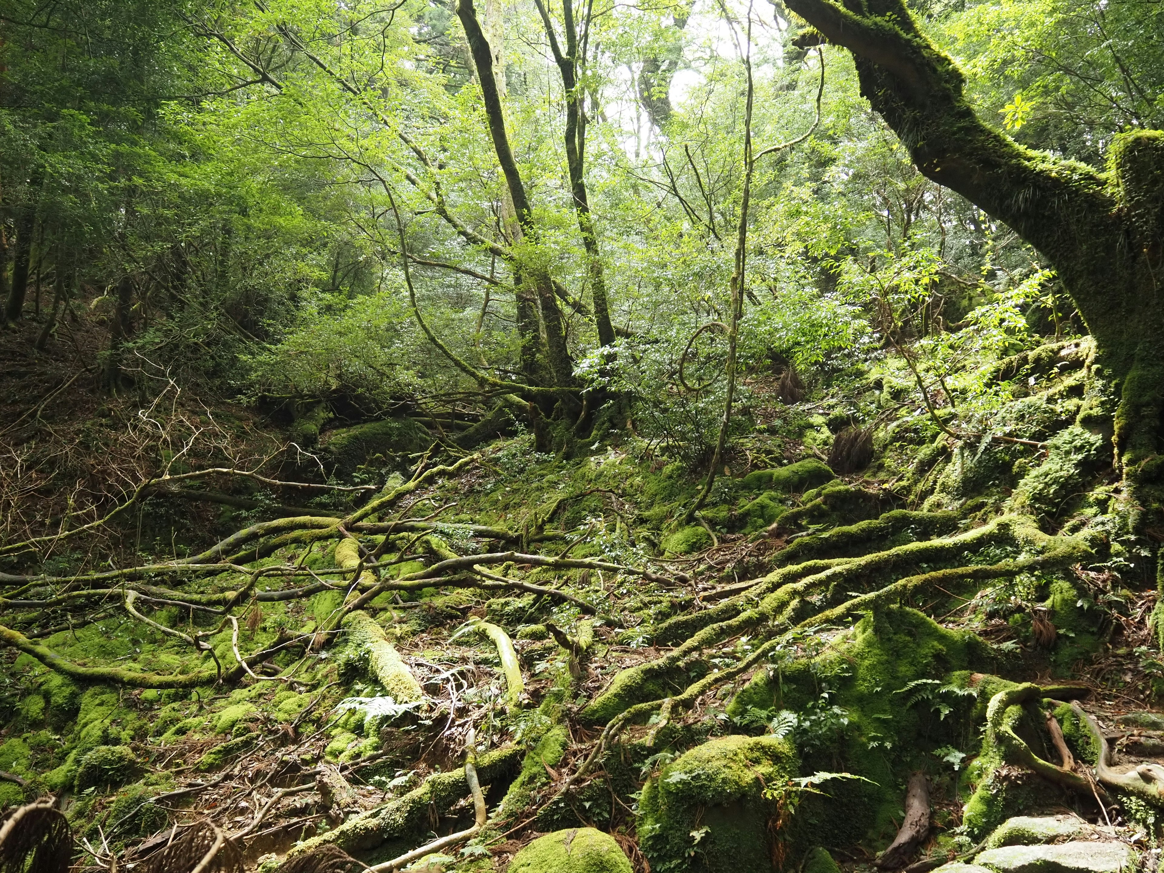 Escena de bosque exuberante con raíces de árboles expuestas