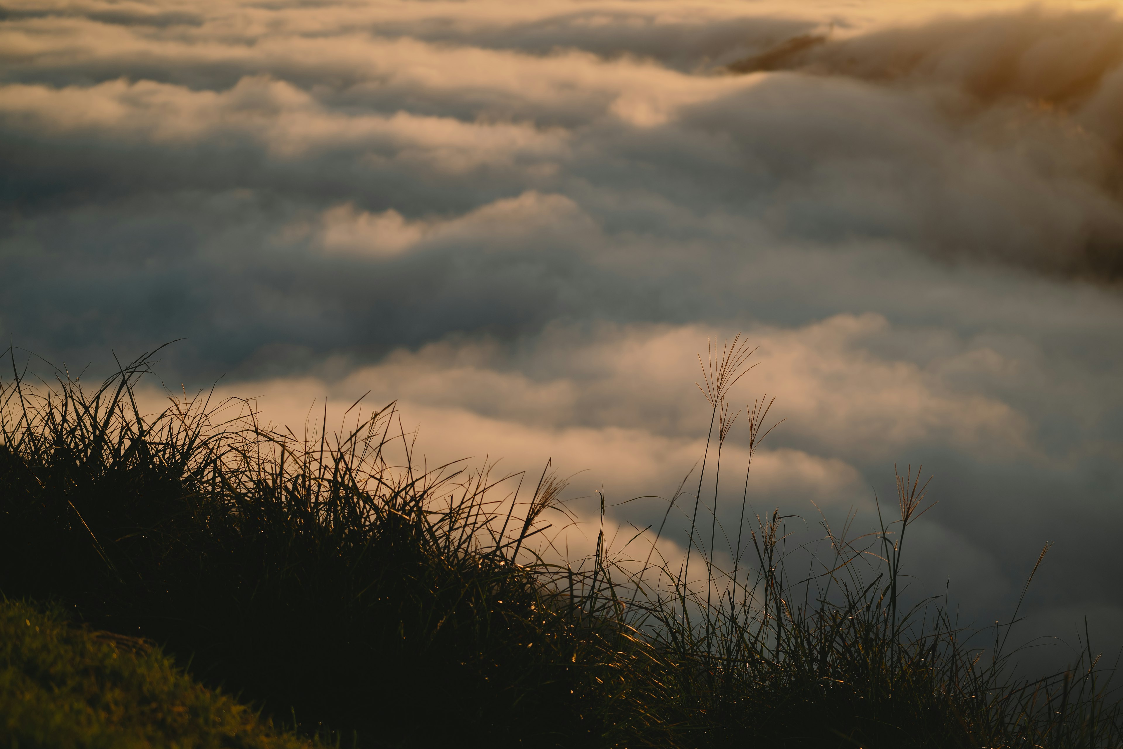 Soft evening light over a sea of clouds with grass silhouettes