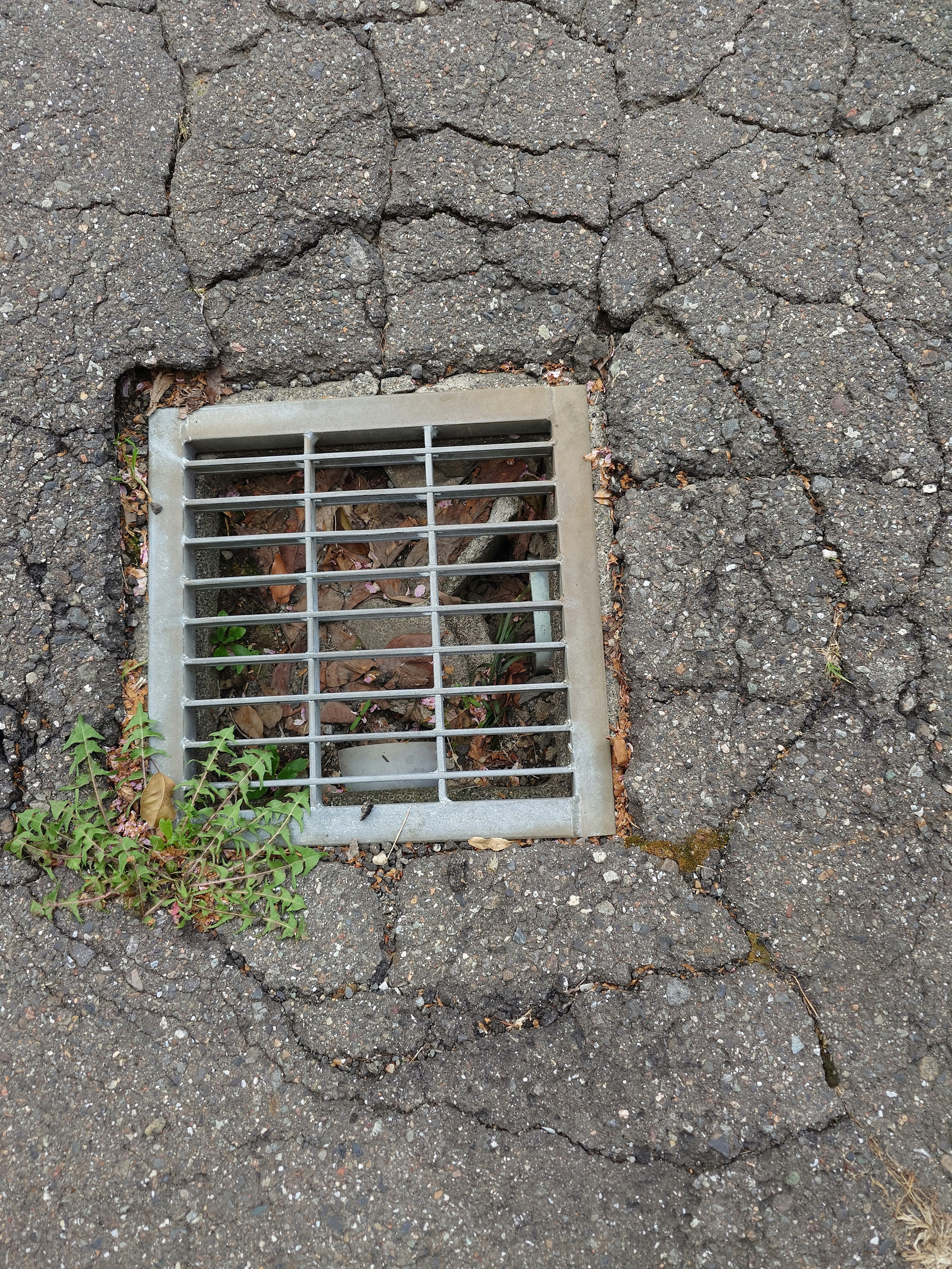 Grated storm drain in cracked asphalt with weeds