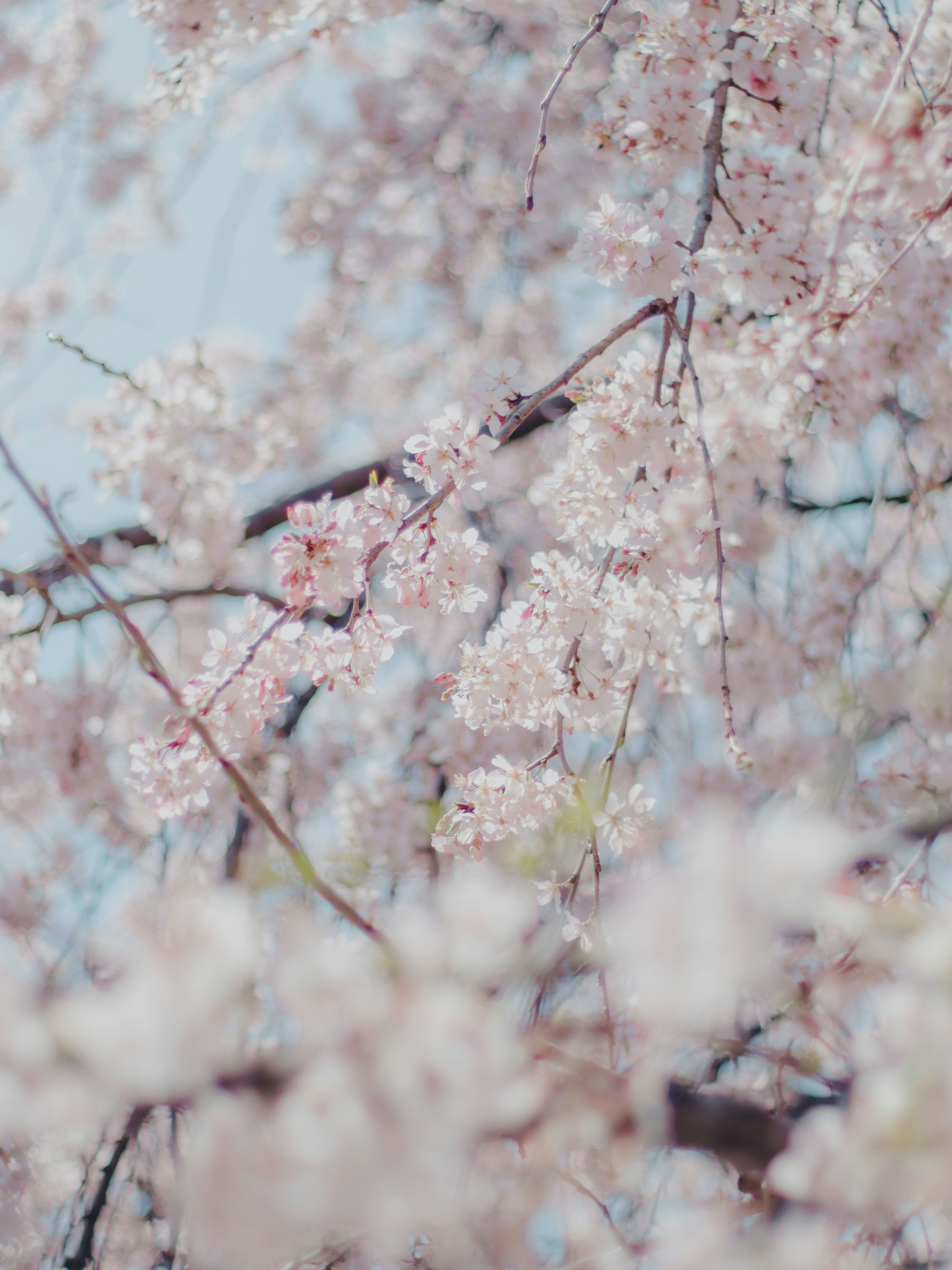 樱花枝条的特写，淡粉色花朵映衬在蓝天背景下