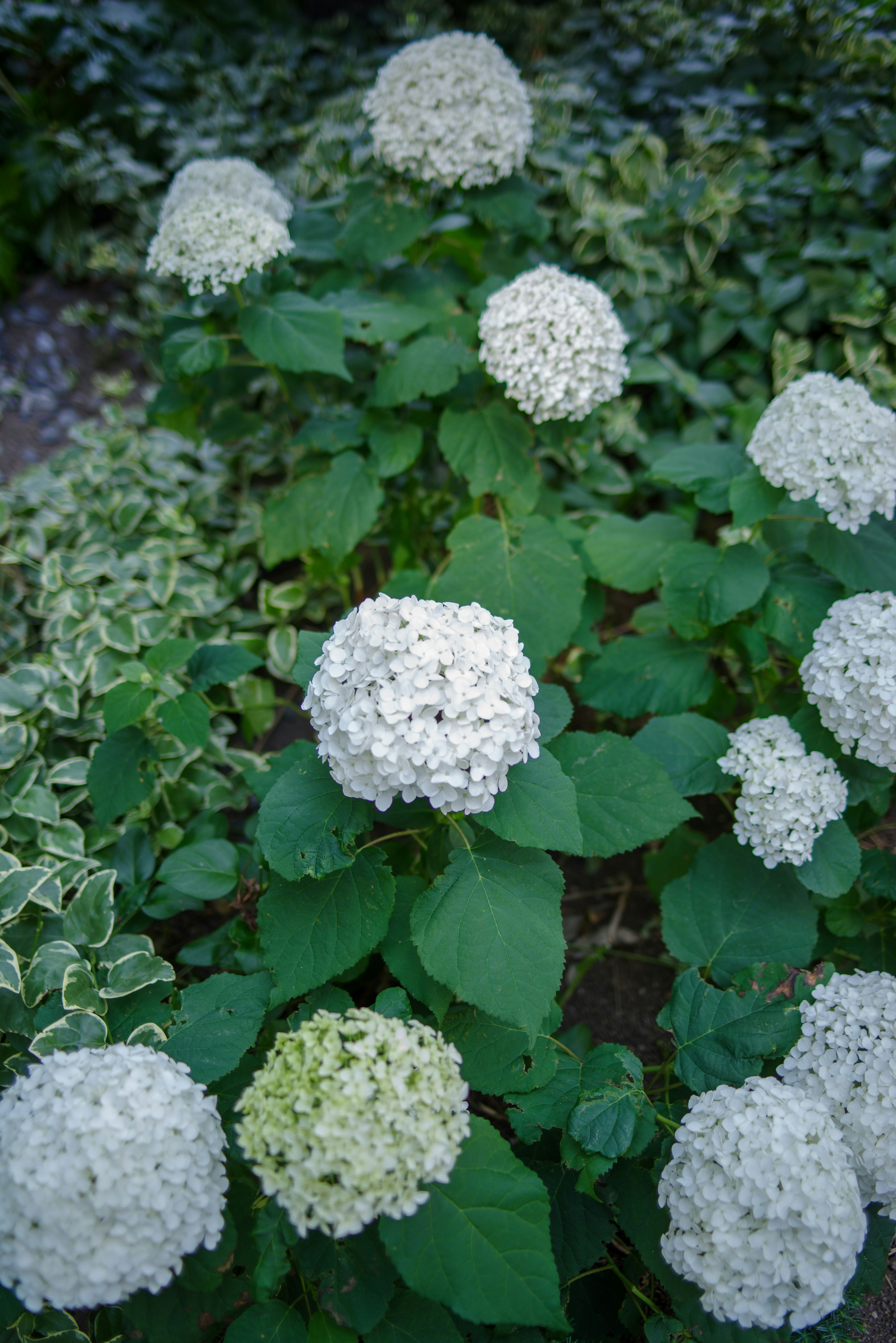 White hydrangea flowers surrounded by green leaves