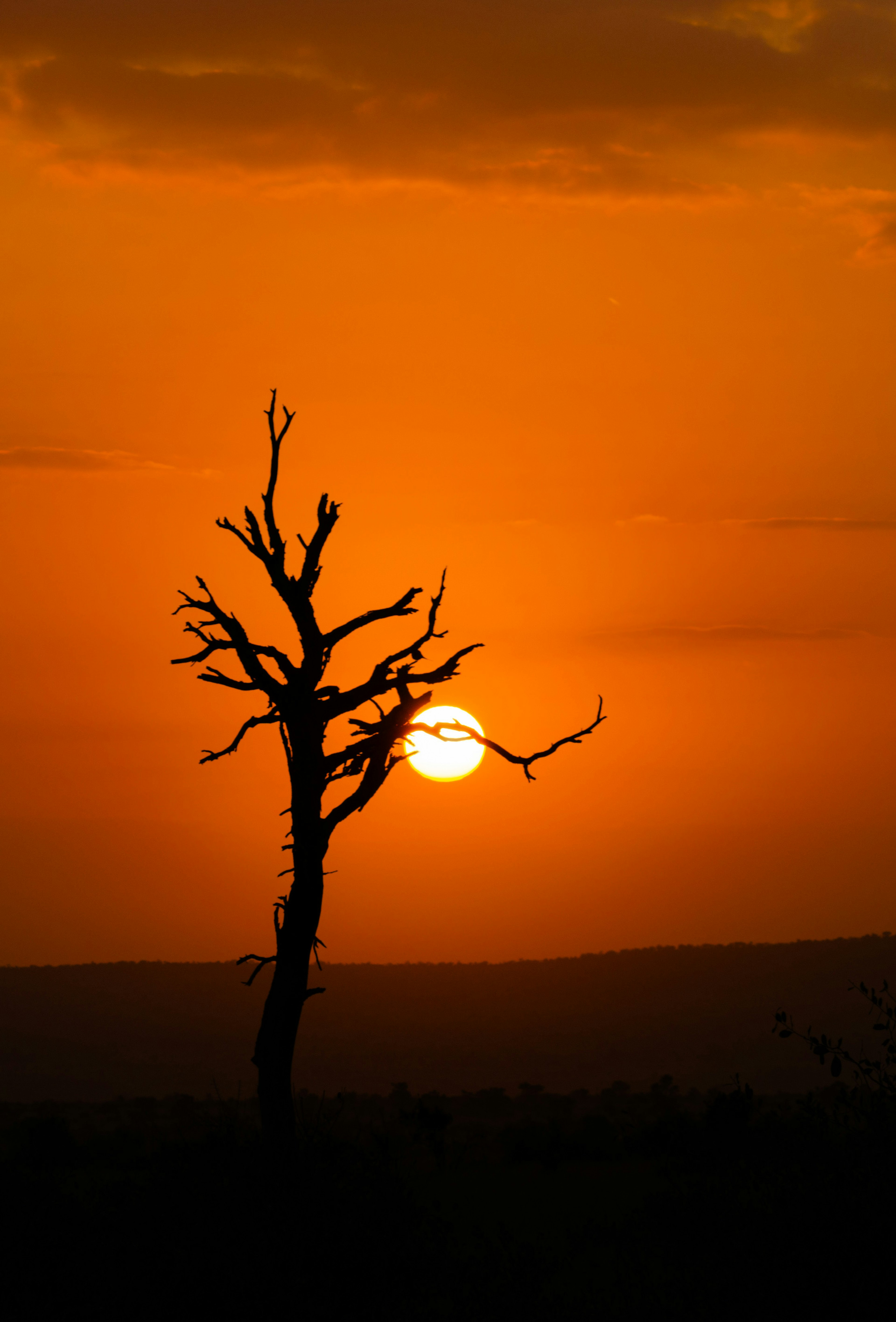 Silueta de un árbol seco contra un atardecer