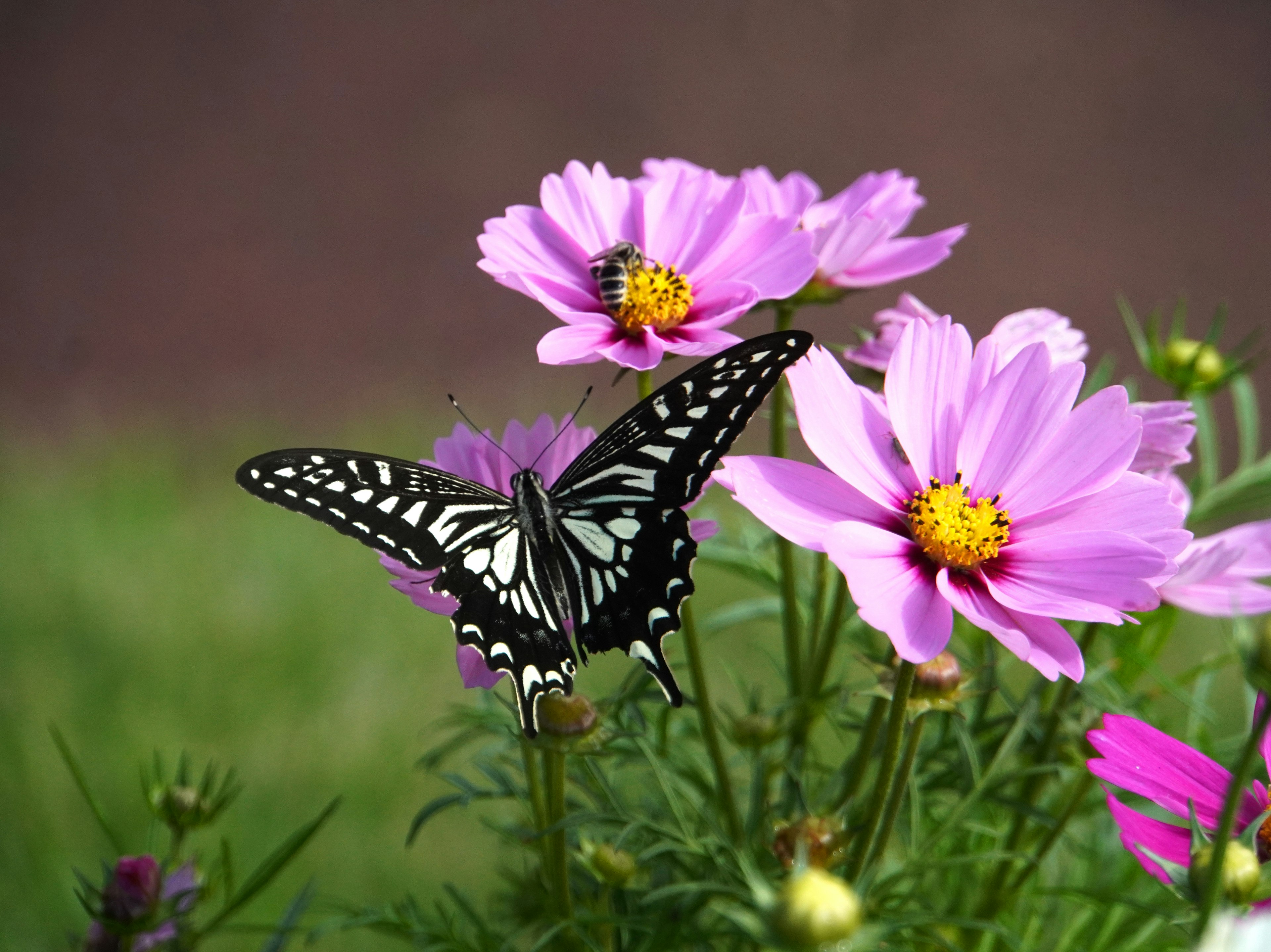 Un papillon noir et blanc se posant sur des fleurs roses dans un jardin vibrant