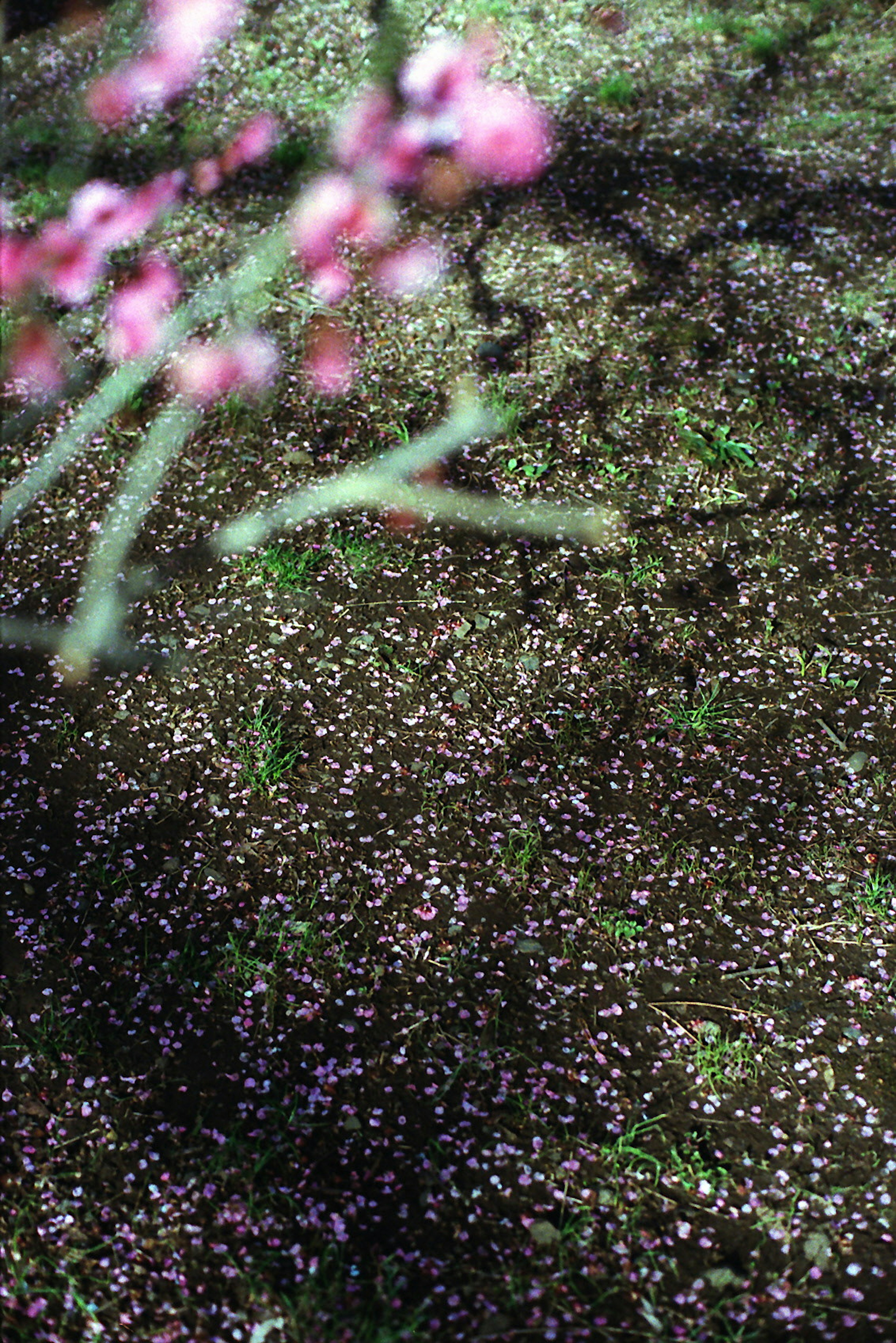 Ground covered with scattered pink flower petals and blurred pink blossoms