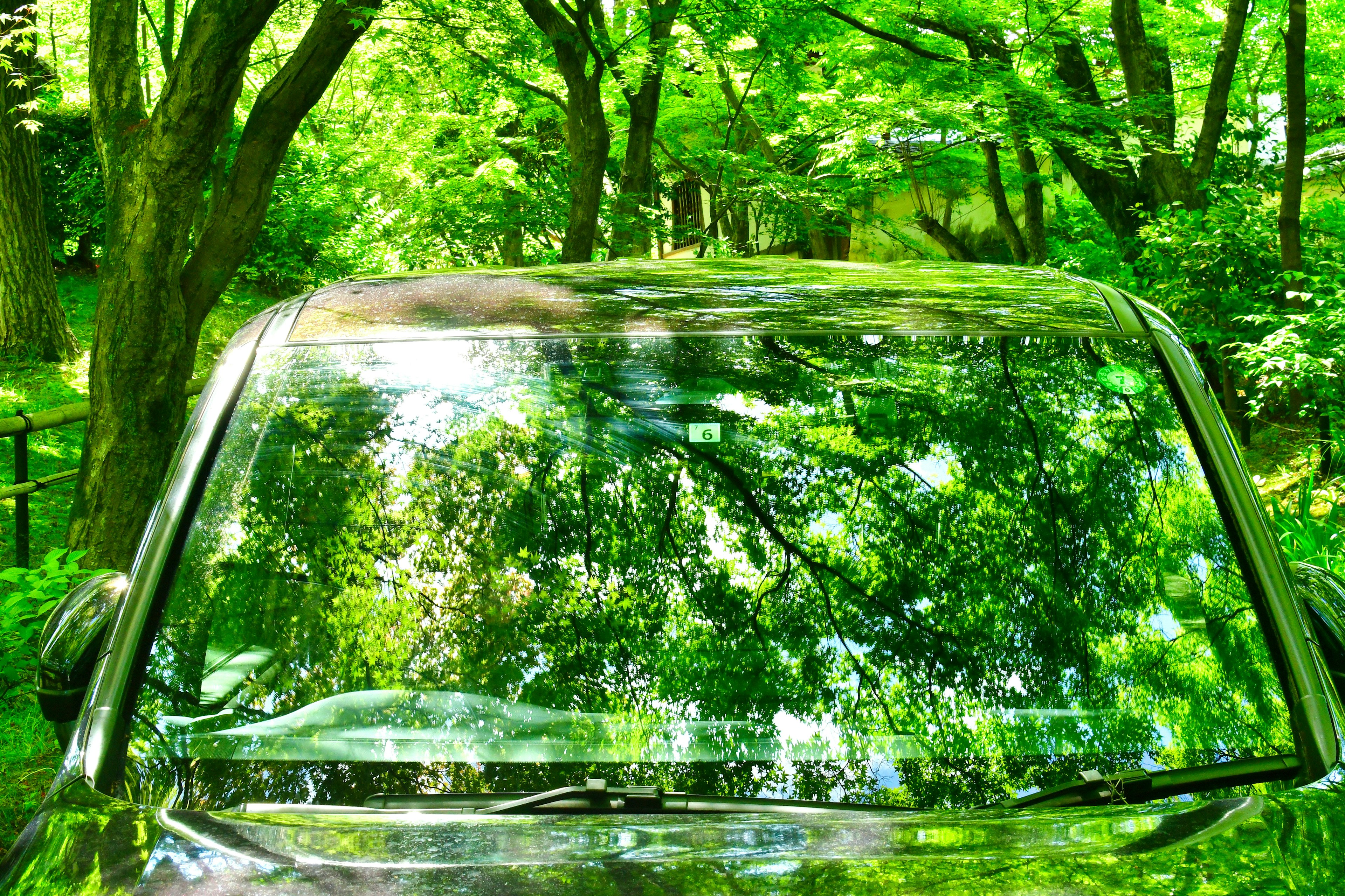 Car windshield reflecting lush green trees