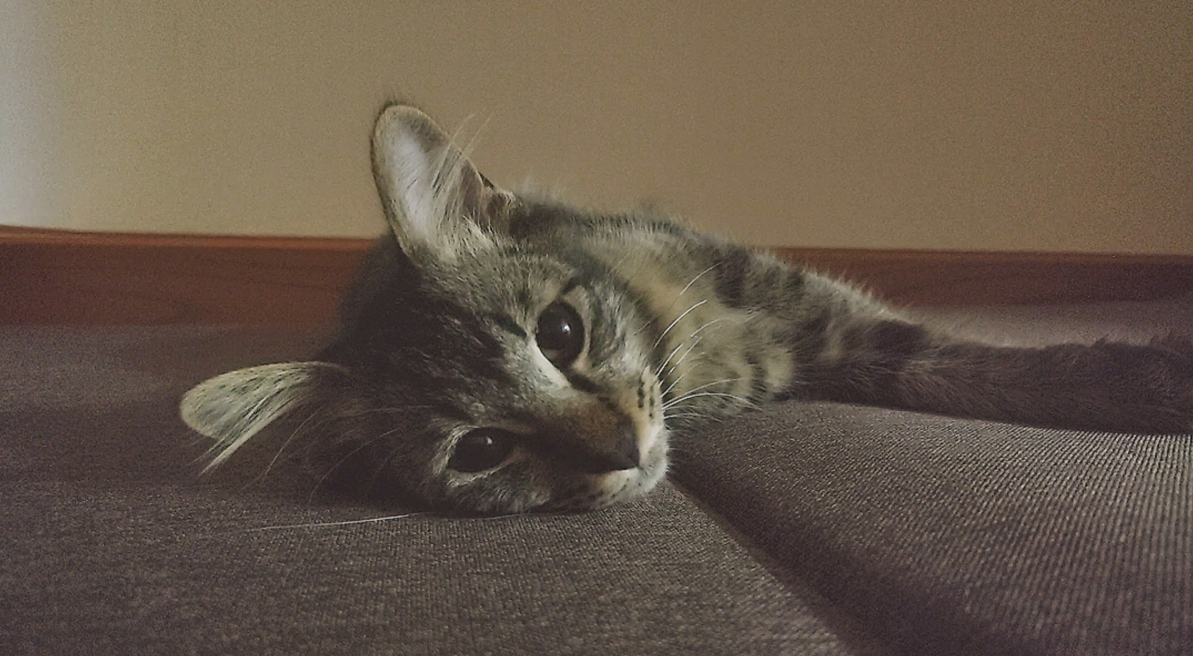 A brown tabby cat lying down in a relaxed pose