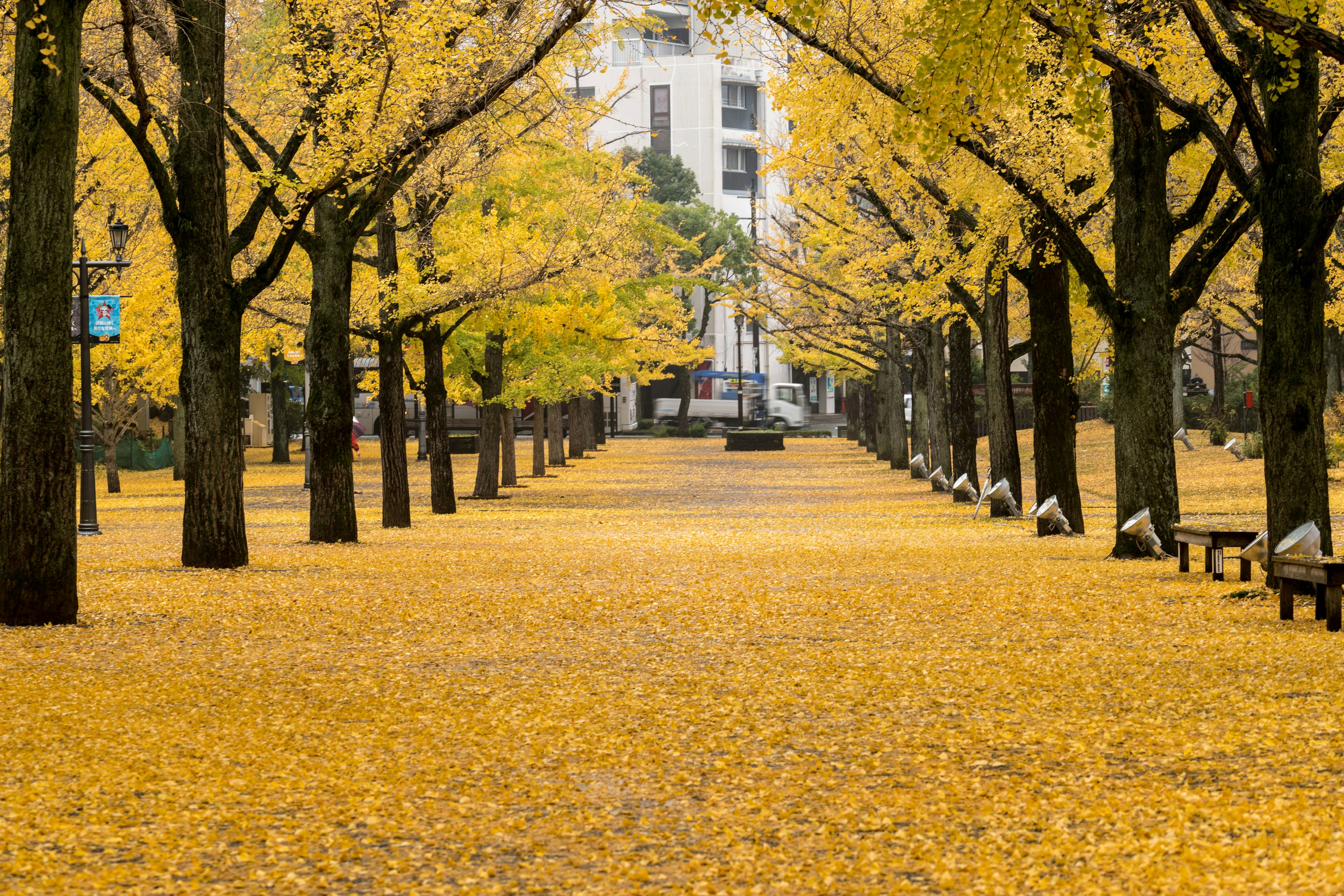 公園小道被黃色樹葉覆蓋，兩旁有樹木