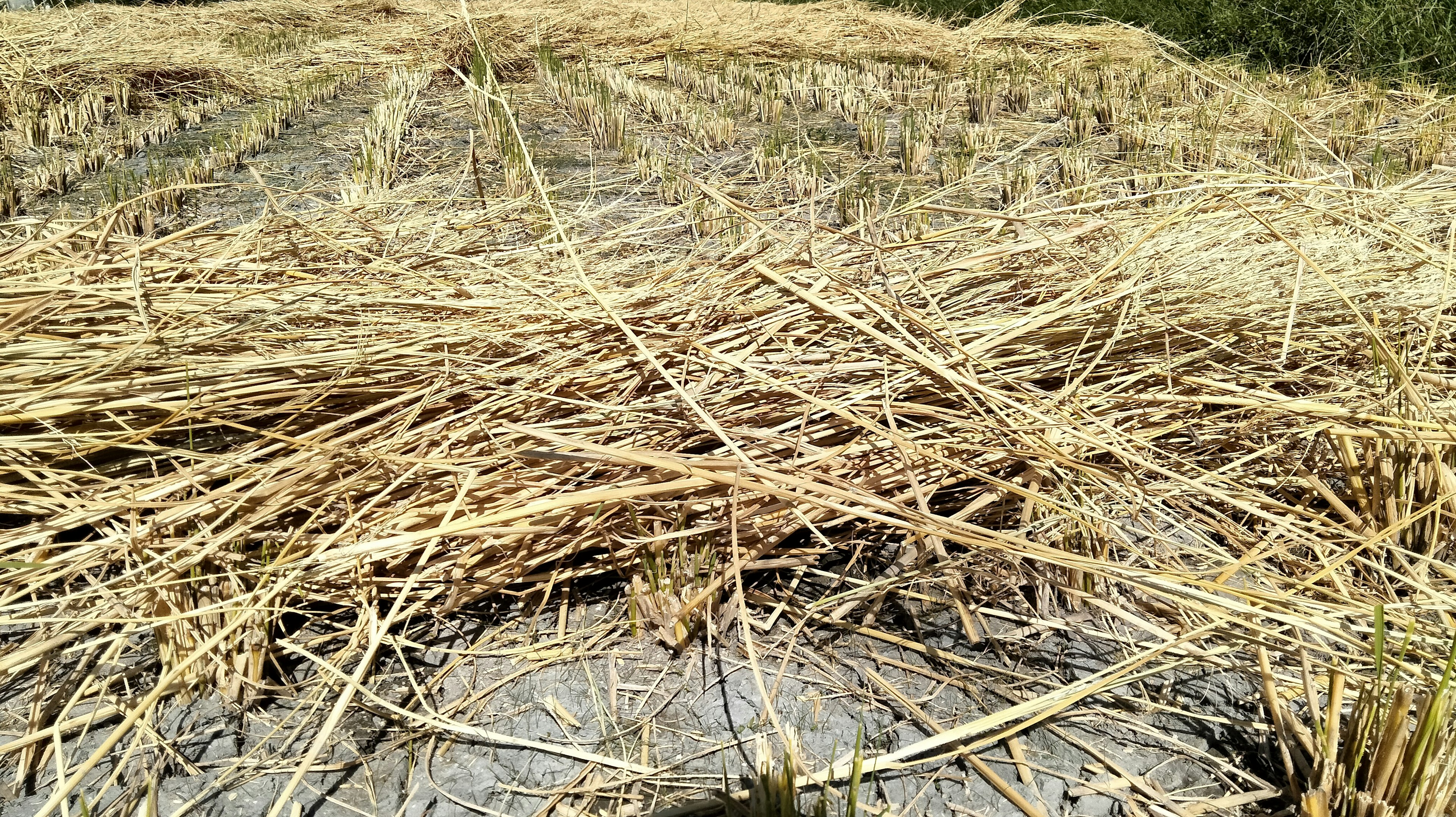 Eine Landschaft mit trockenen Reisstängeln, die über ein Feld verstreut sind