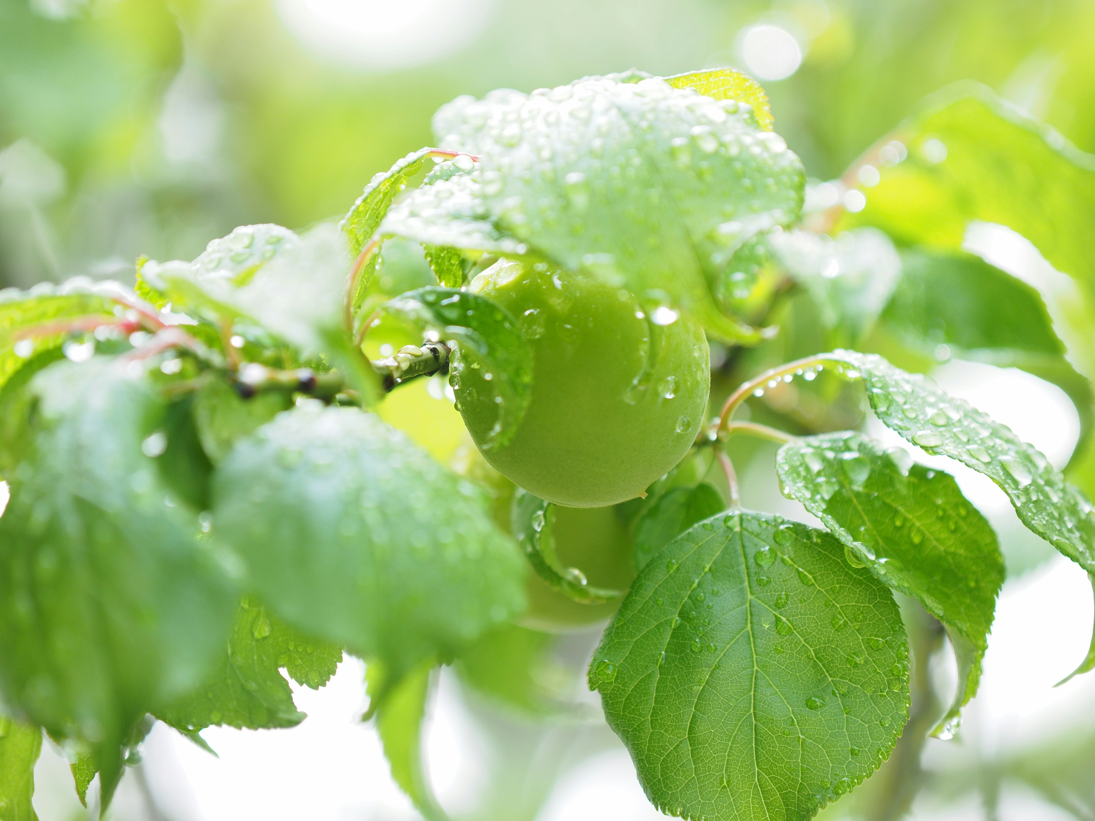 A close-up of a green apple covered in raindrops with lush green leaves