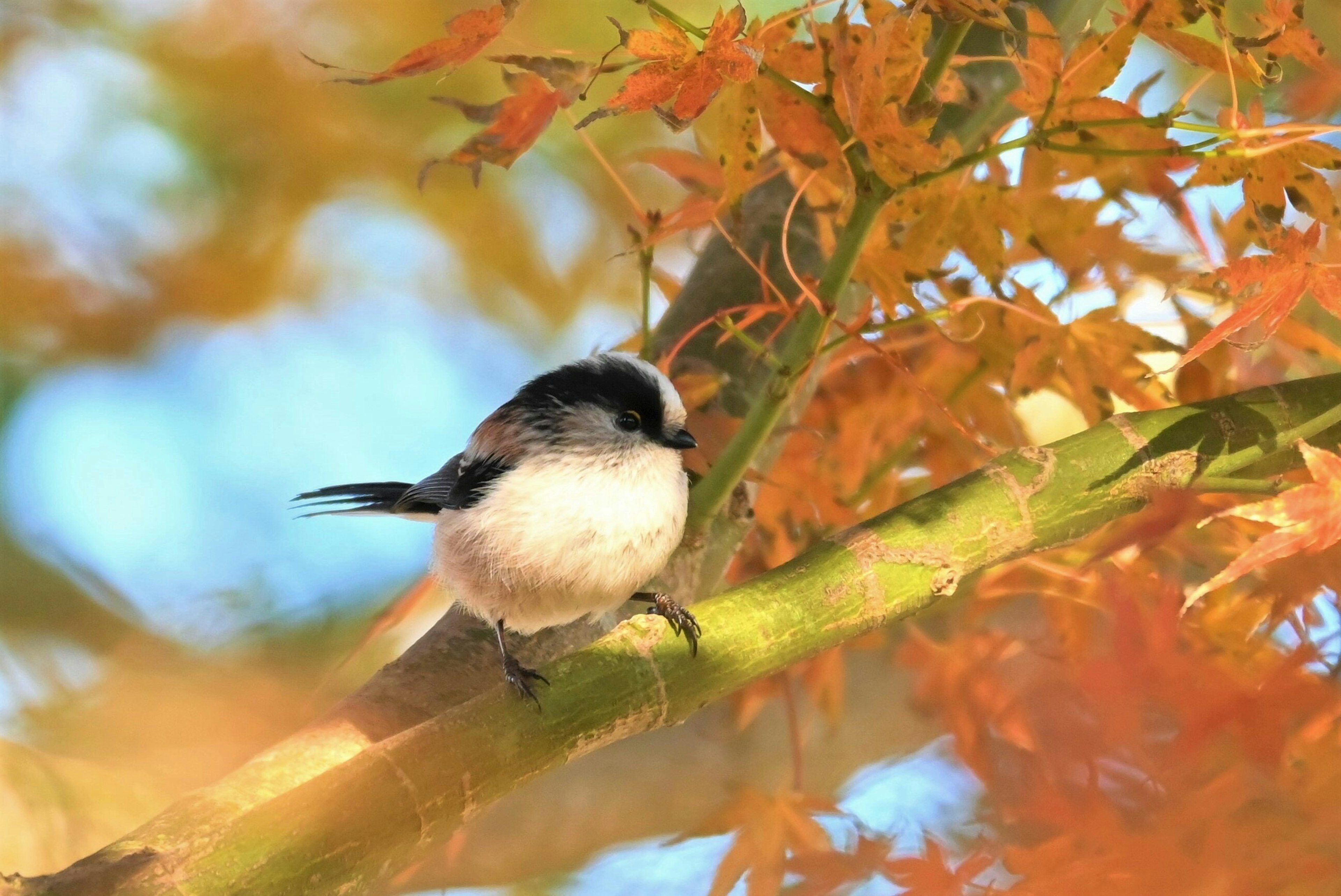 Un pequeño pájaro posado en una rama entre hojas de otoño