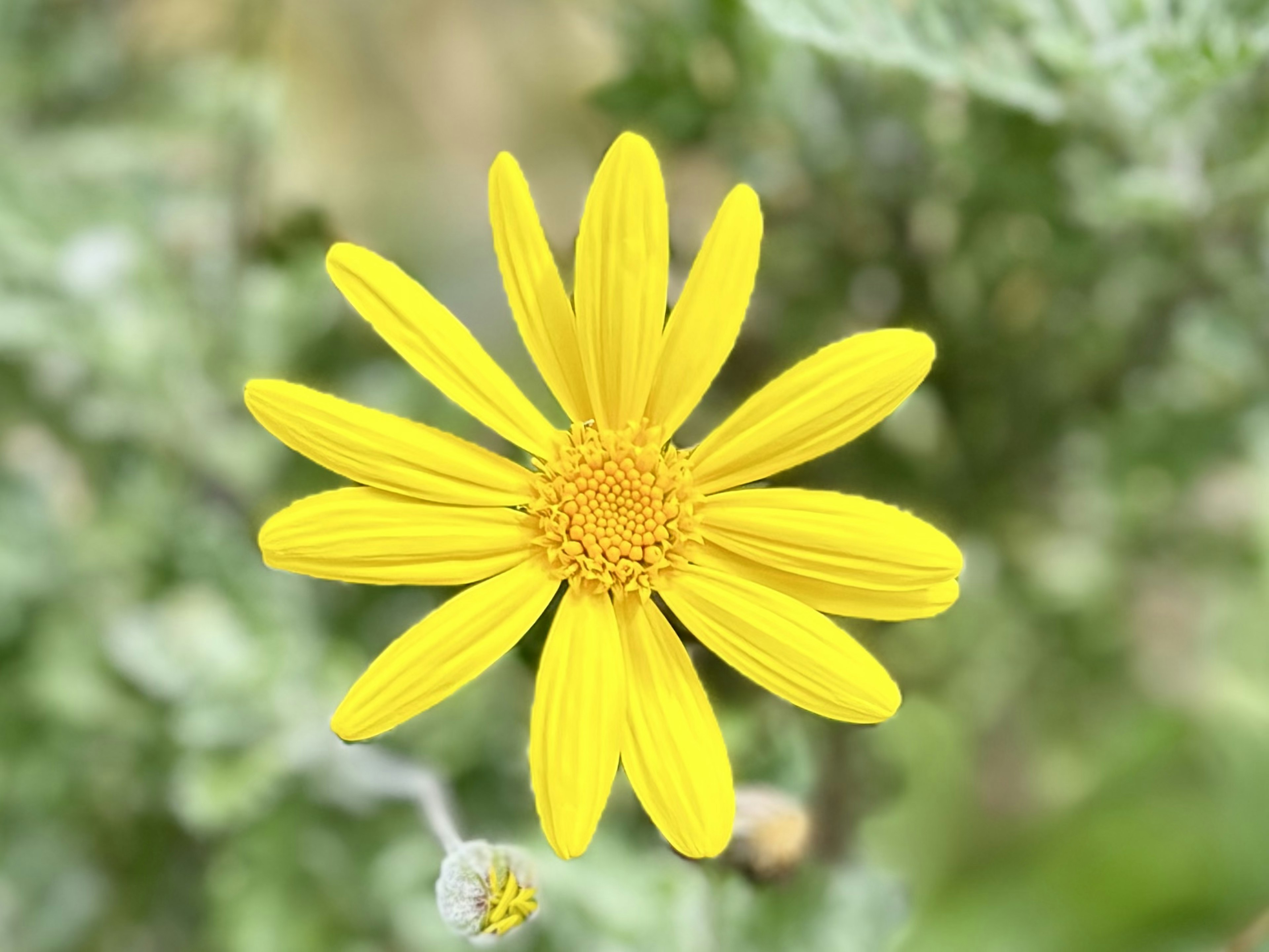 Helle gelbe Blume mit länglichen Blütenblättern vor grünem Hintergrund