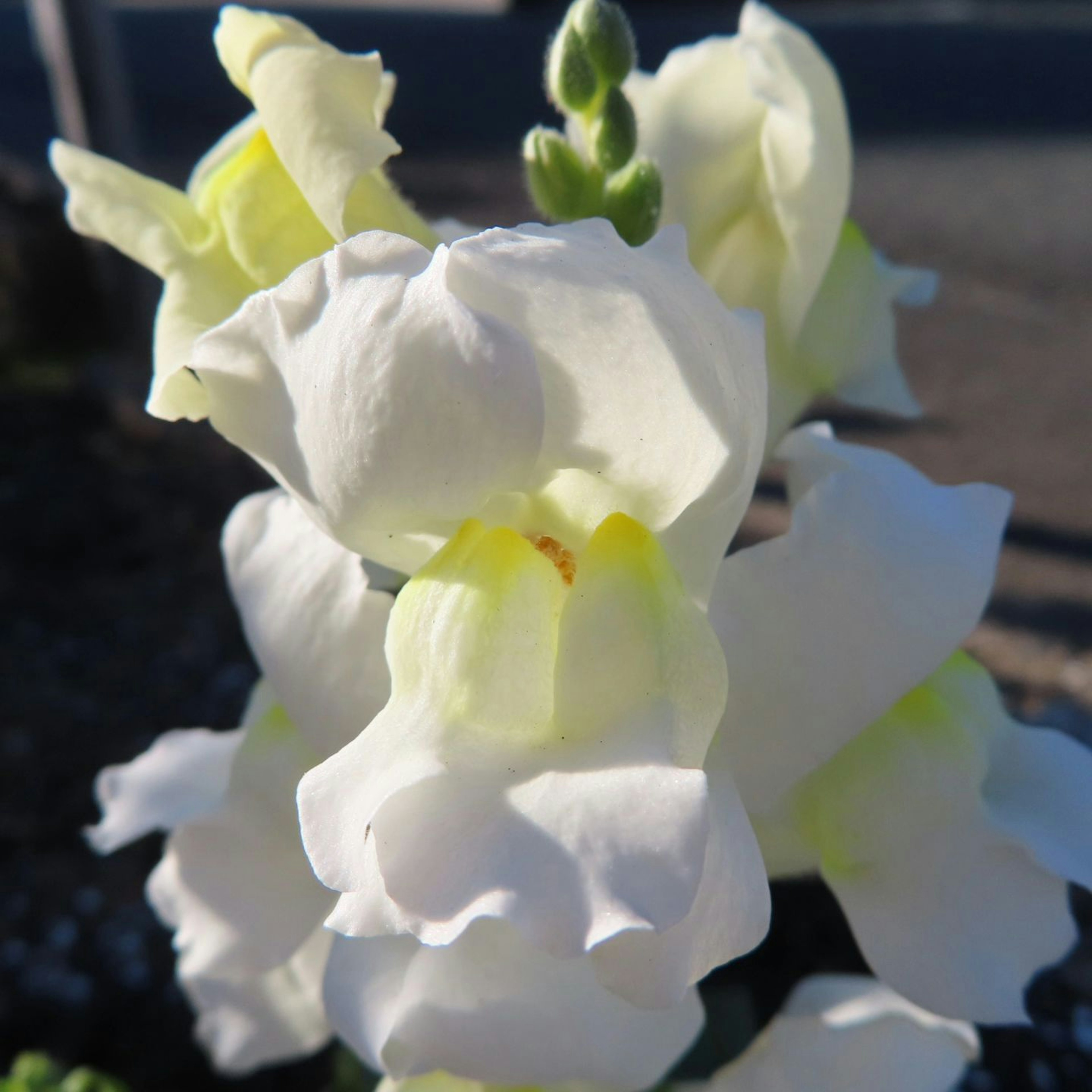 Primer plano de flores blancas floreciendo a la luz brillante del sol