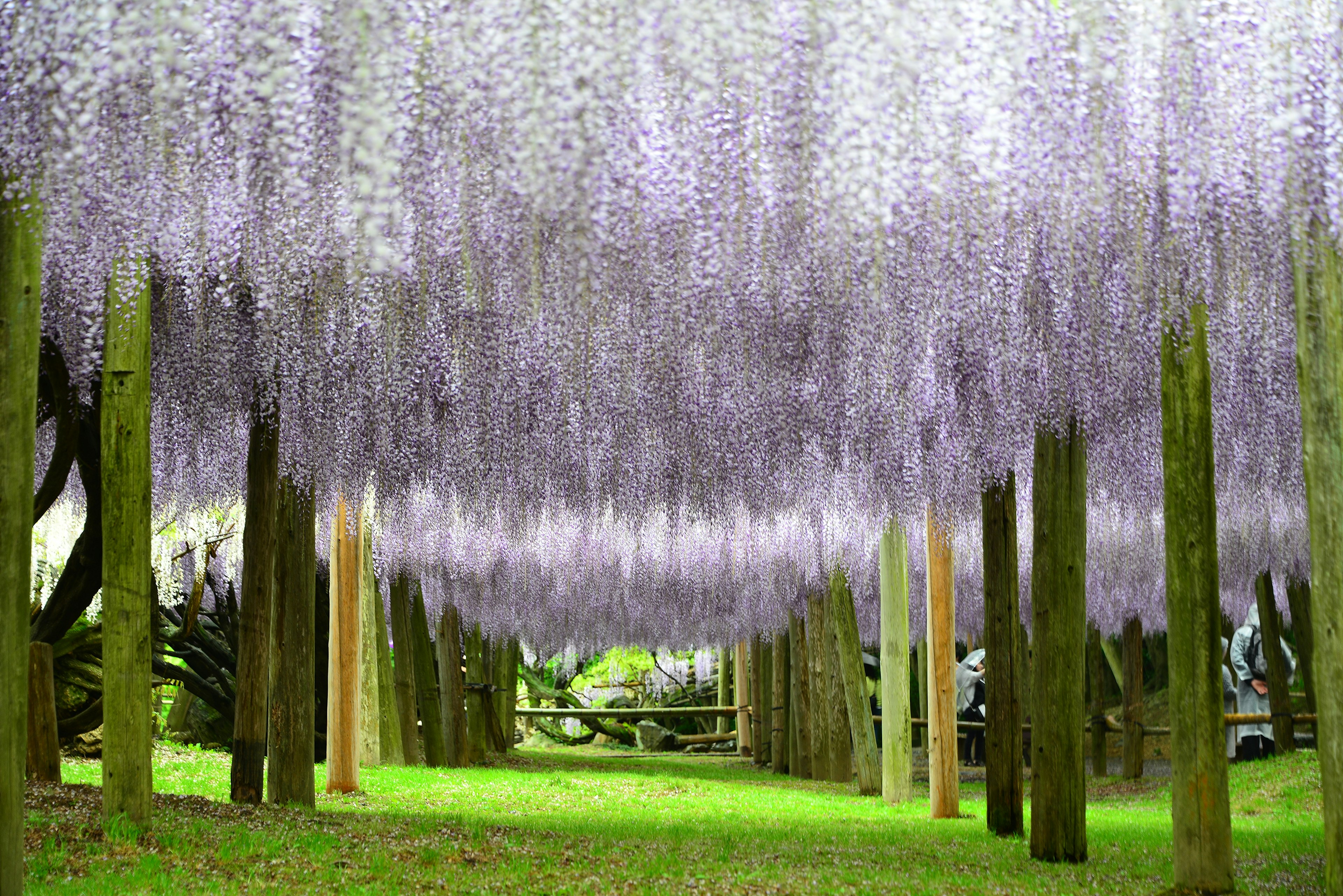 ทิวทัศน์ที่มีดอกวิสทีเรียสีม่วงแขวนอยู่หญ้าสีเขียวและเสาไม้