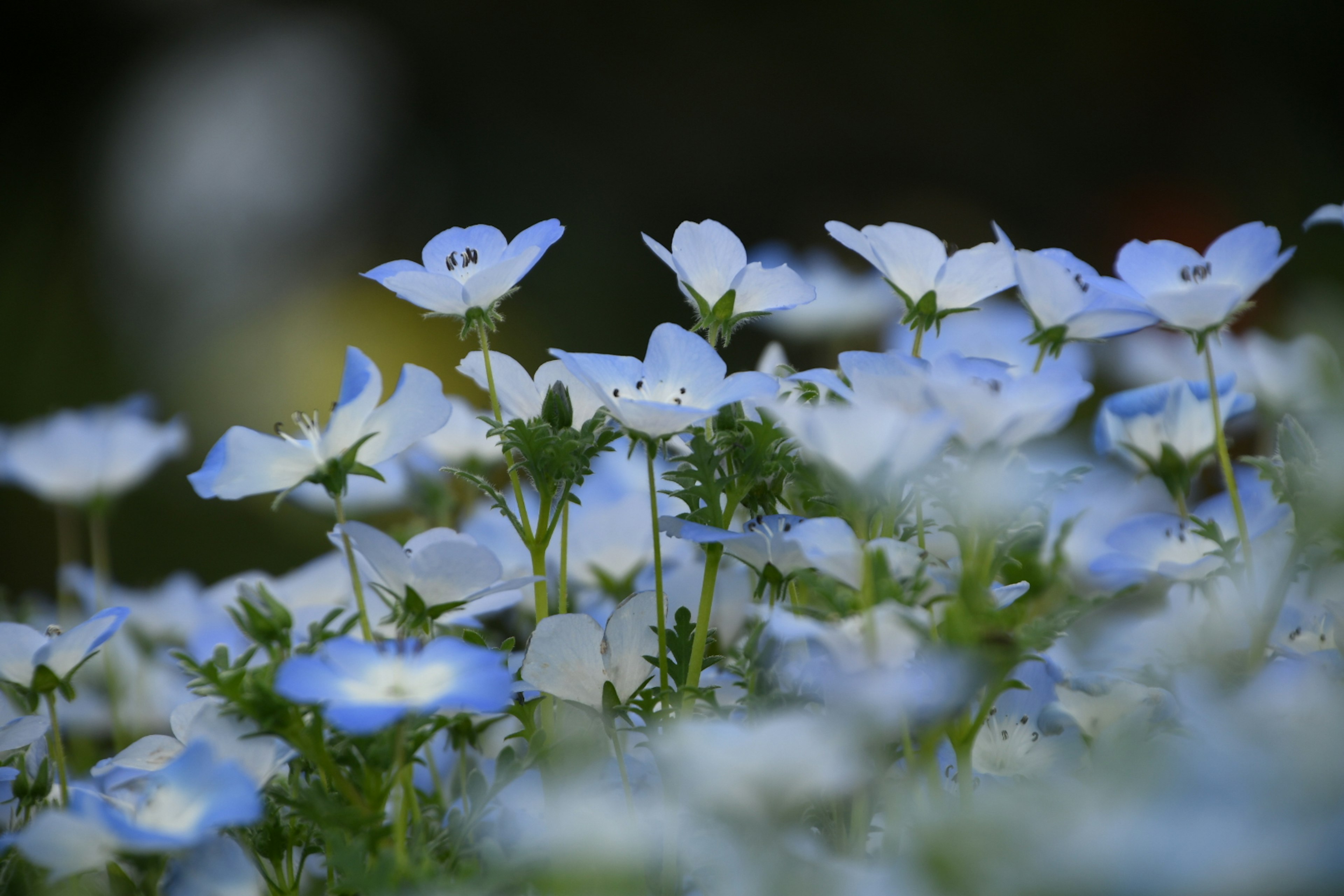 ทุ่งดอกไม้สีน้ำเงินอ่อนพร้อมจุดสีขาว