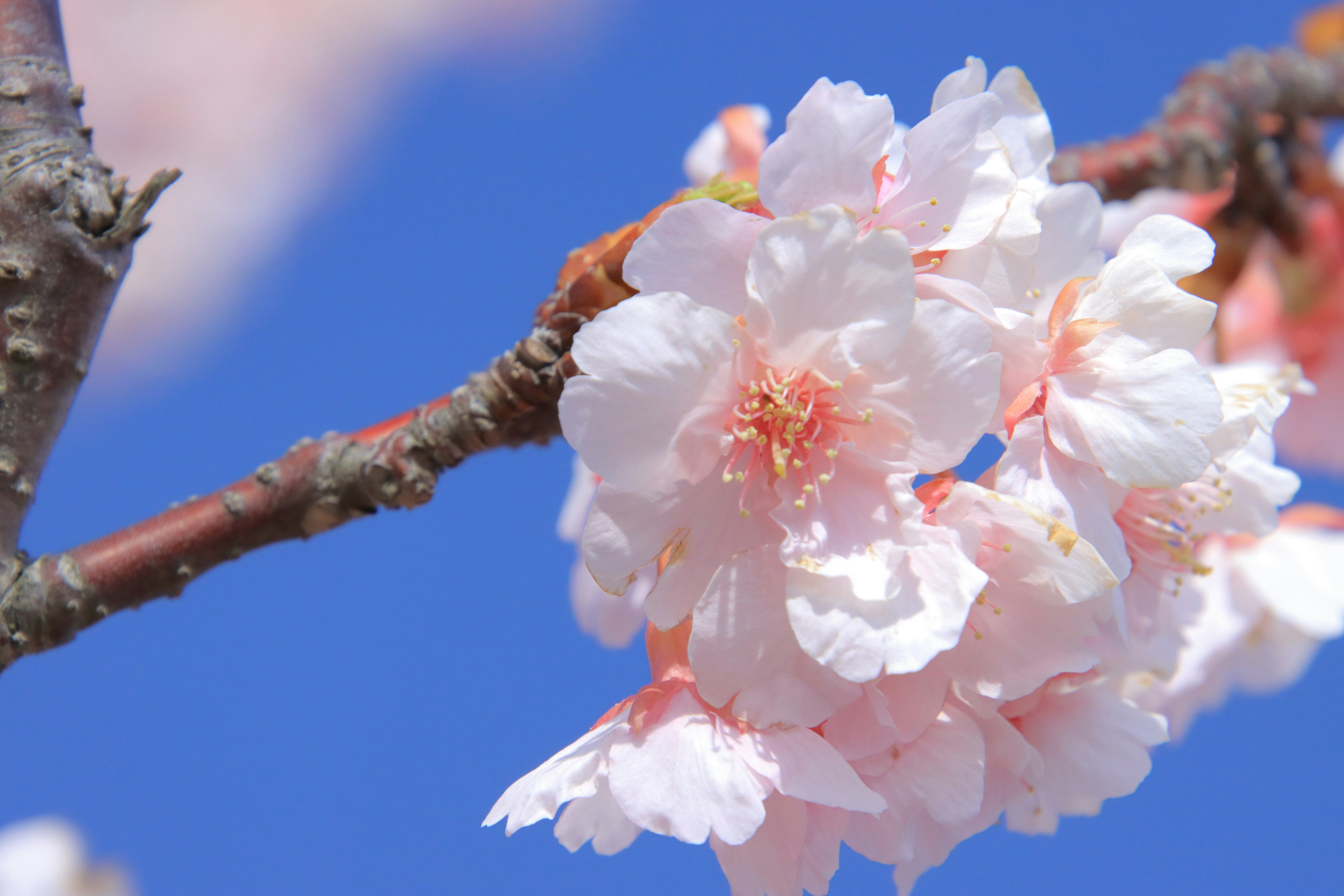 Close-up of cherry blossoms against a blue sky