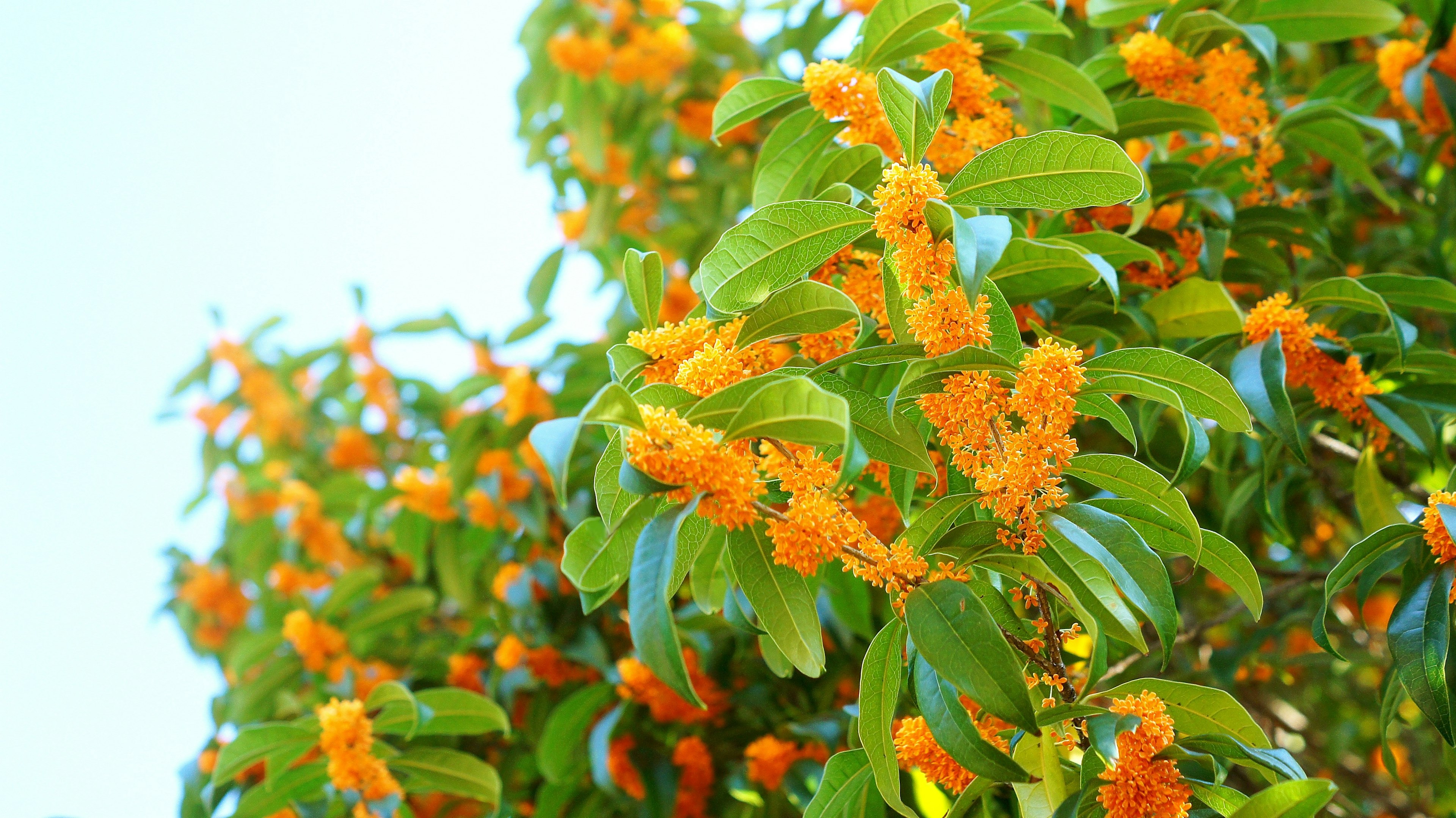 Un árbol con flores naranjas vibrantes y hojas verdes