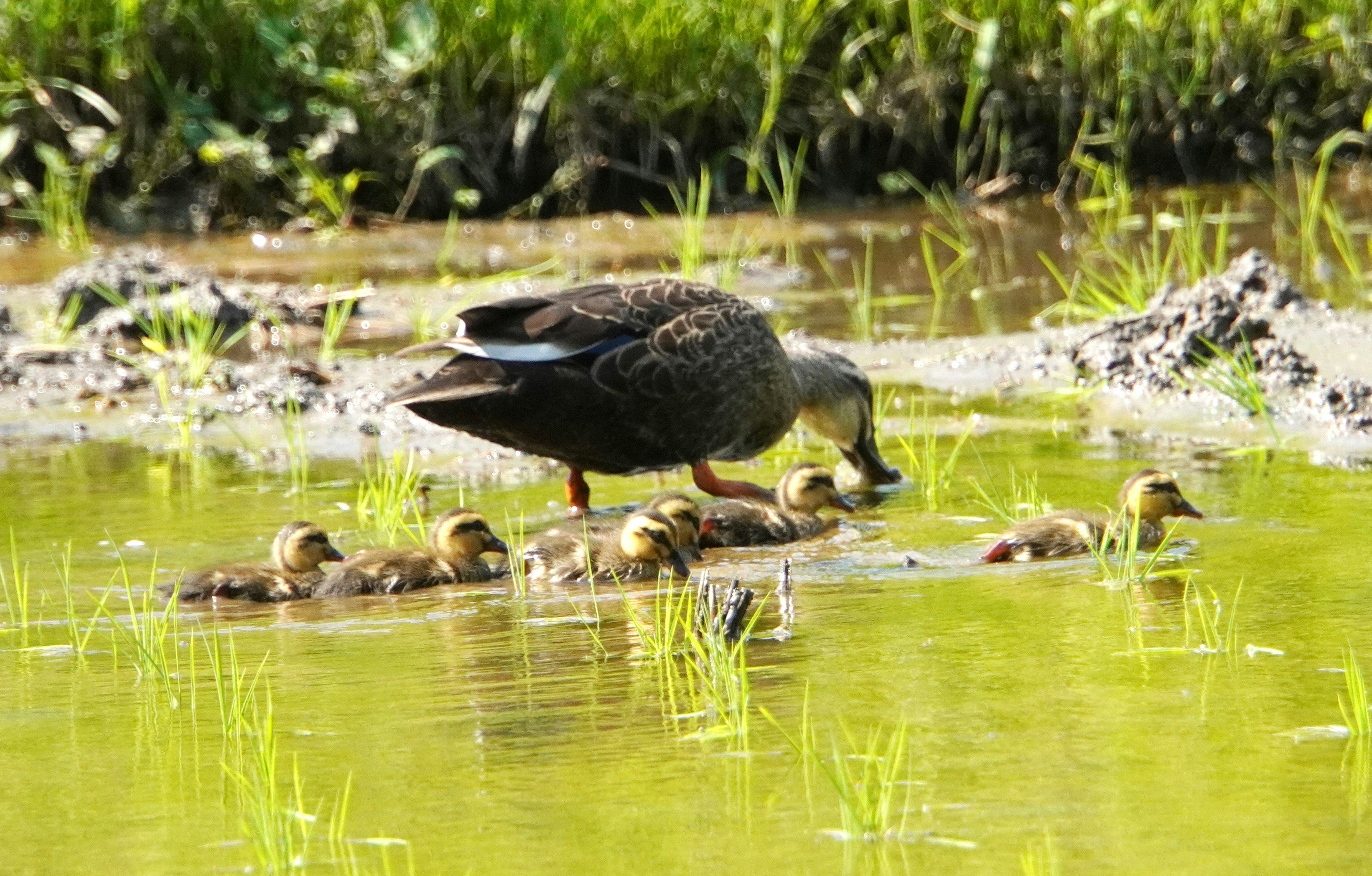 A mother duck foraging for food with her ducklings in a wetland