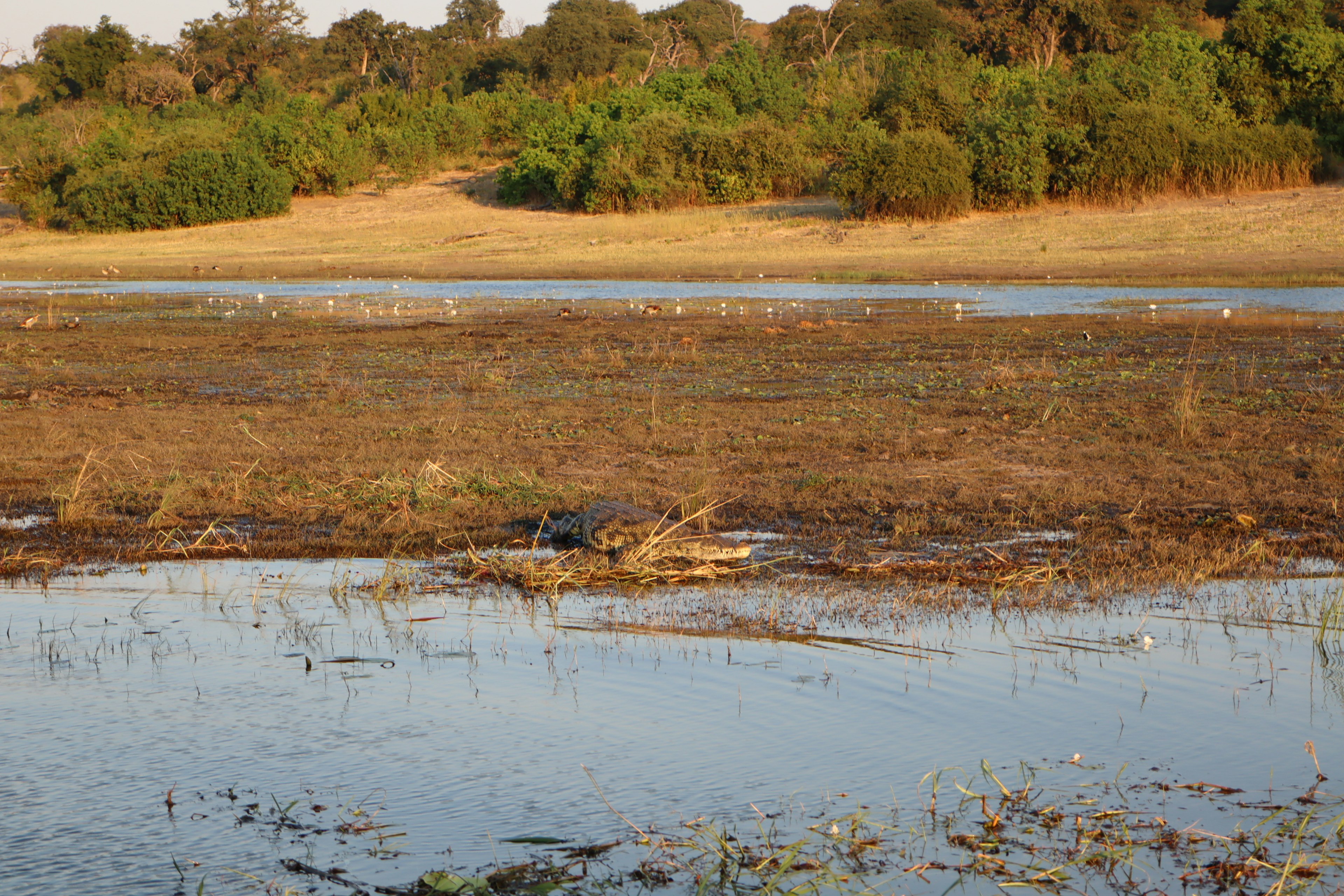 Paisaje con pradera y orilla de agua