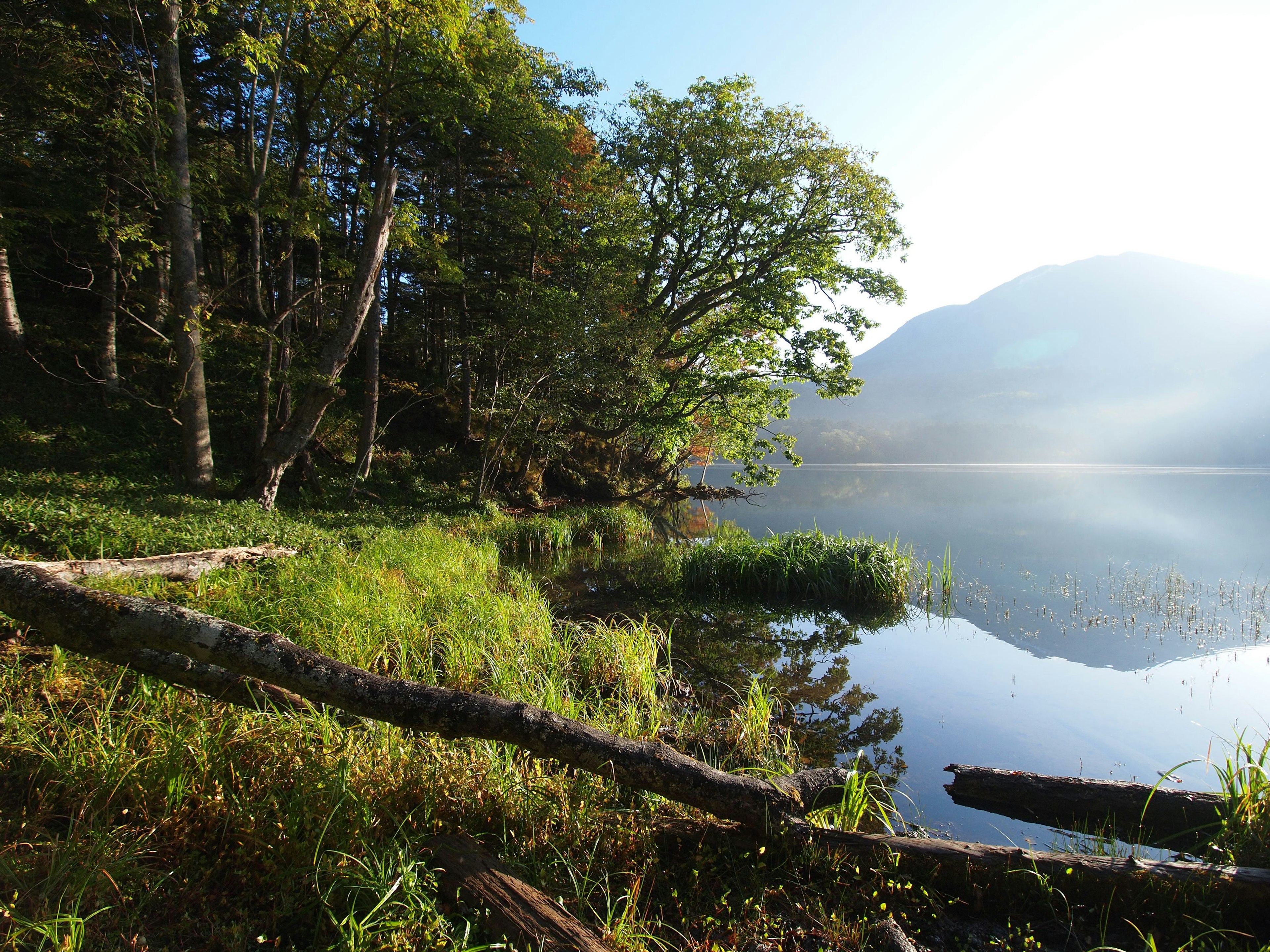 Scène de lac serein avec des arbres verts luxuriants réfléchissant