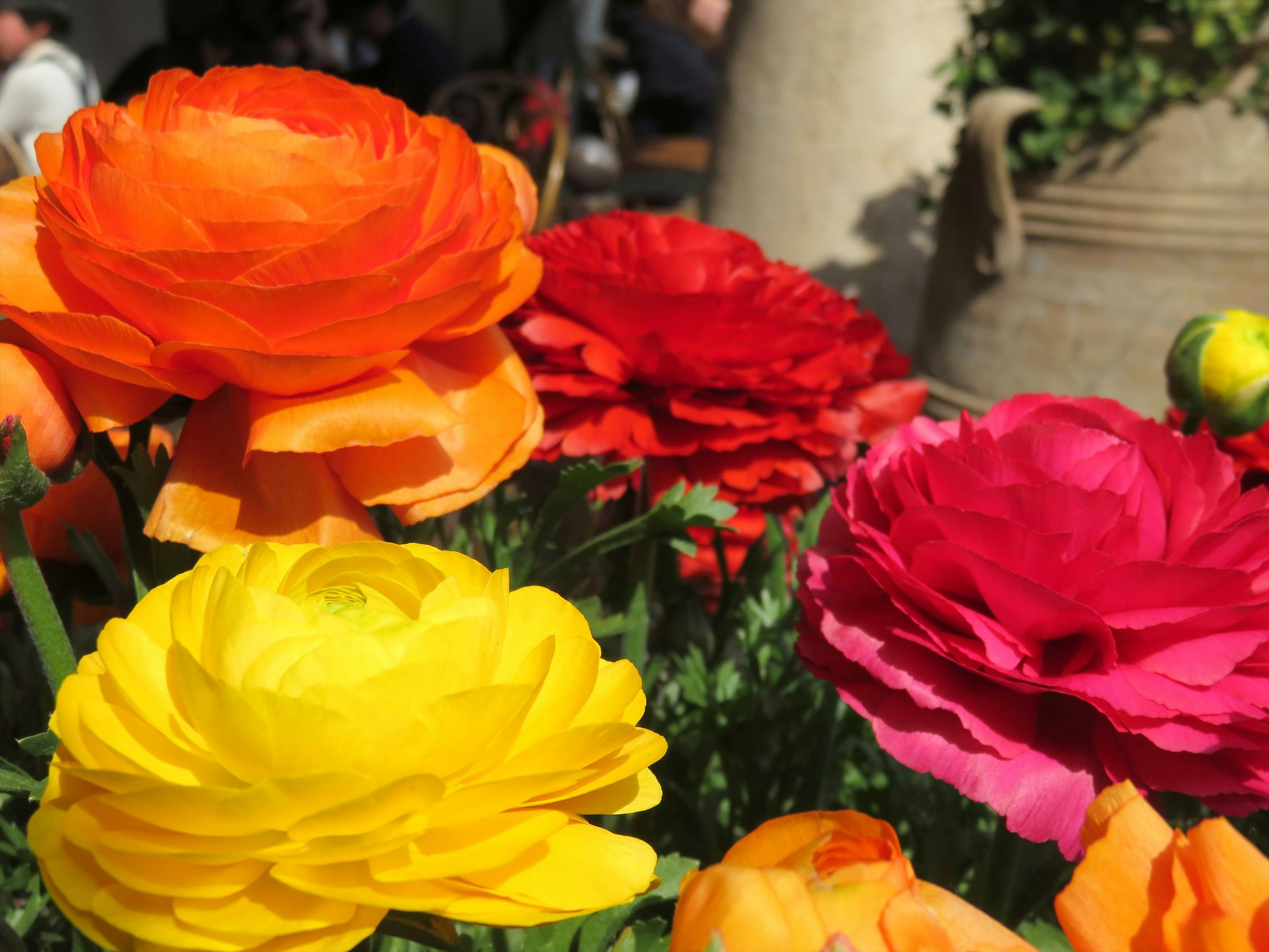 Lebendige Ranunkeln in verschiedenen Farben blühen