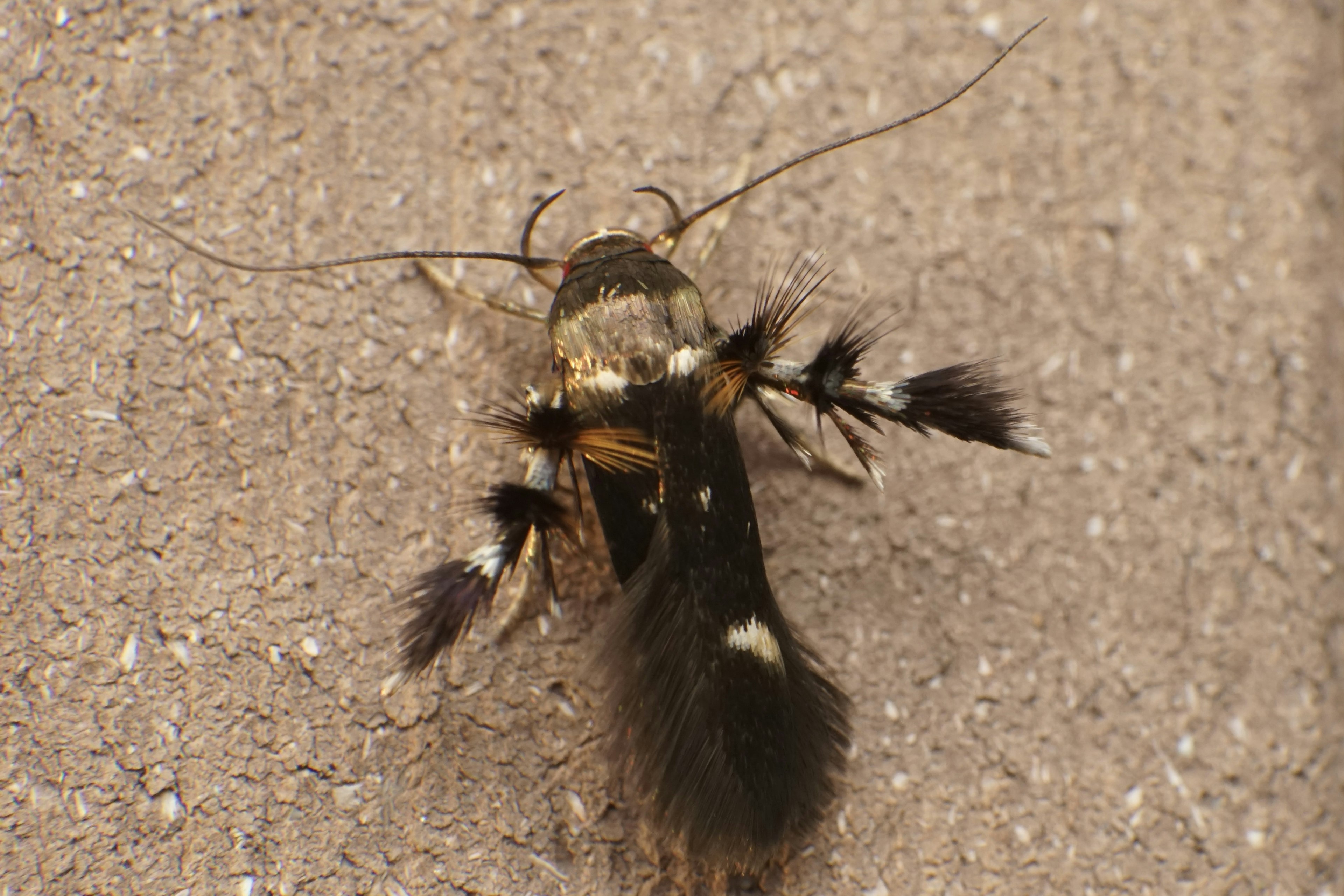 Close-up of an insect with a black and brown body long antennae and feather-like legs