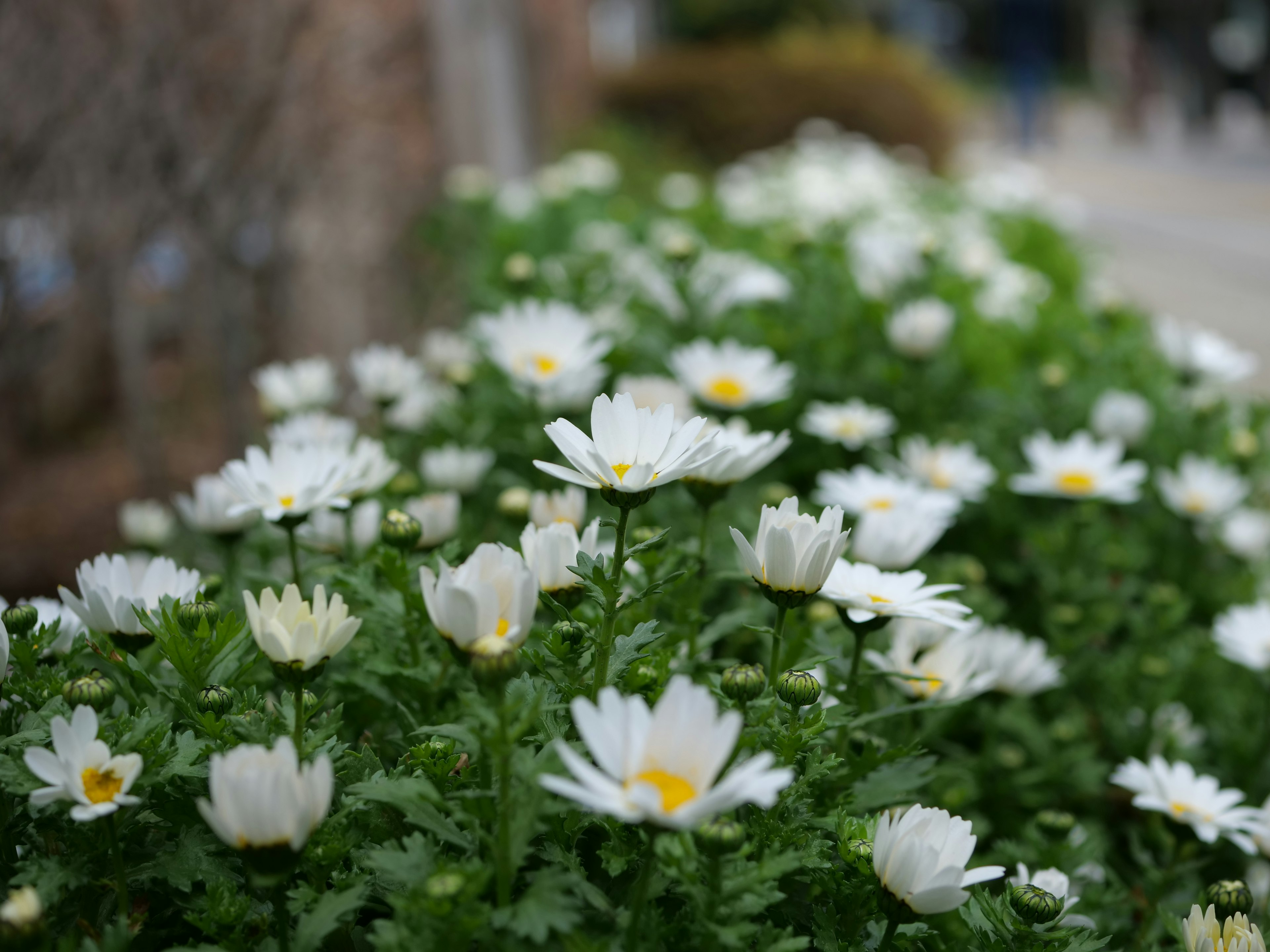 Ein Cluster von weißen Blumen, die zwischen grünem Laub blühen