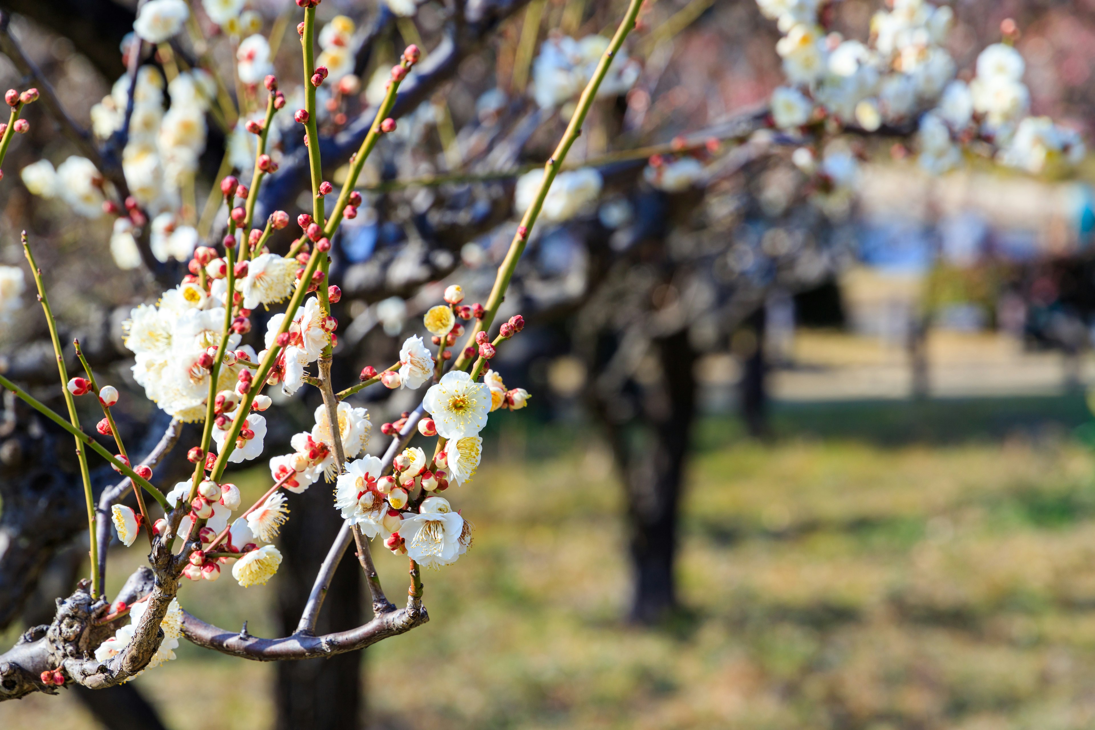 Branche avec des fleurs blanches d'un pêcher dans un paysage