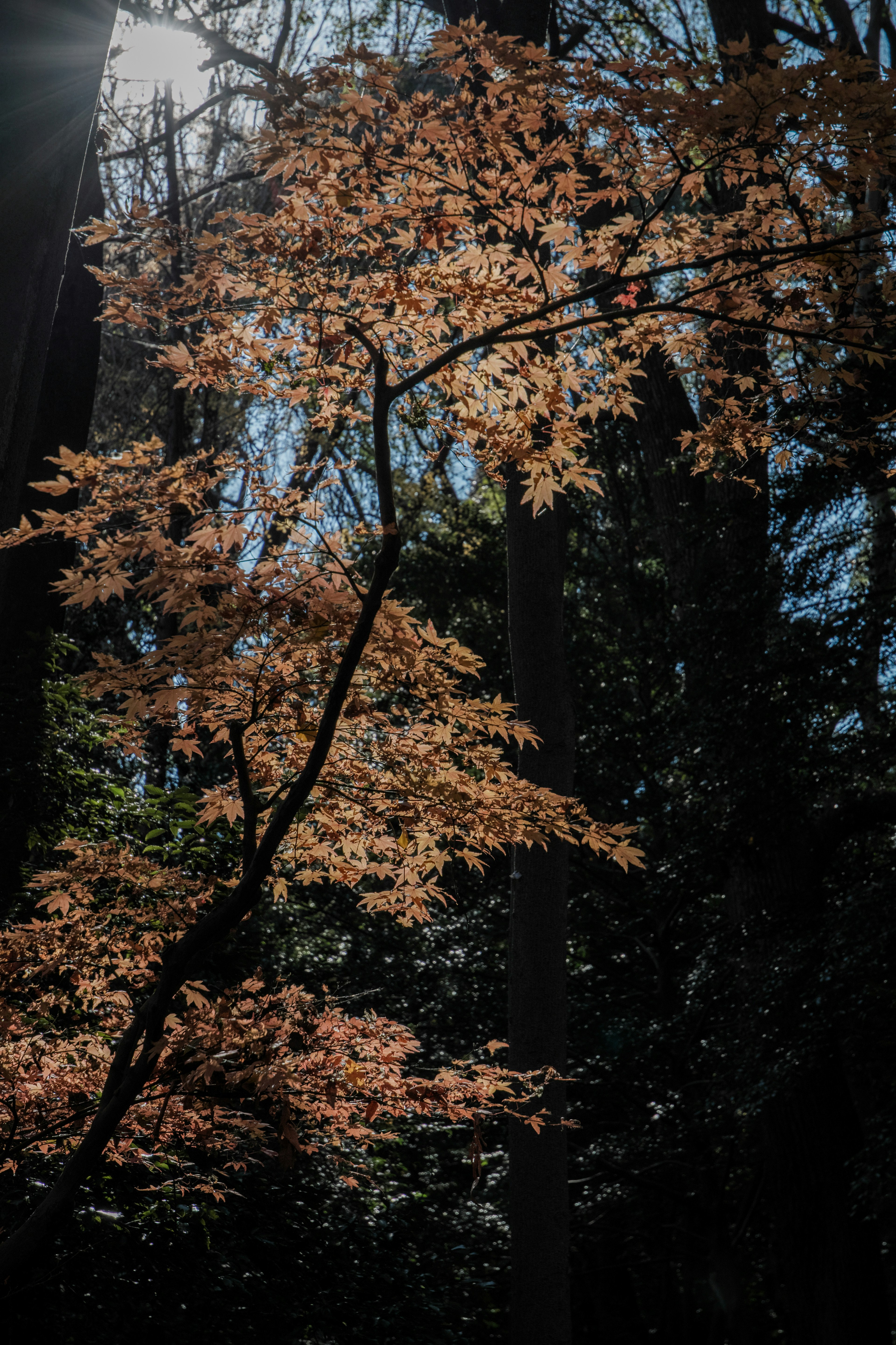 Un ramo con foglie arancioni che brillano in una foresta scura