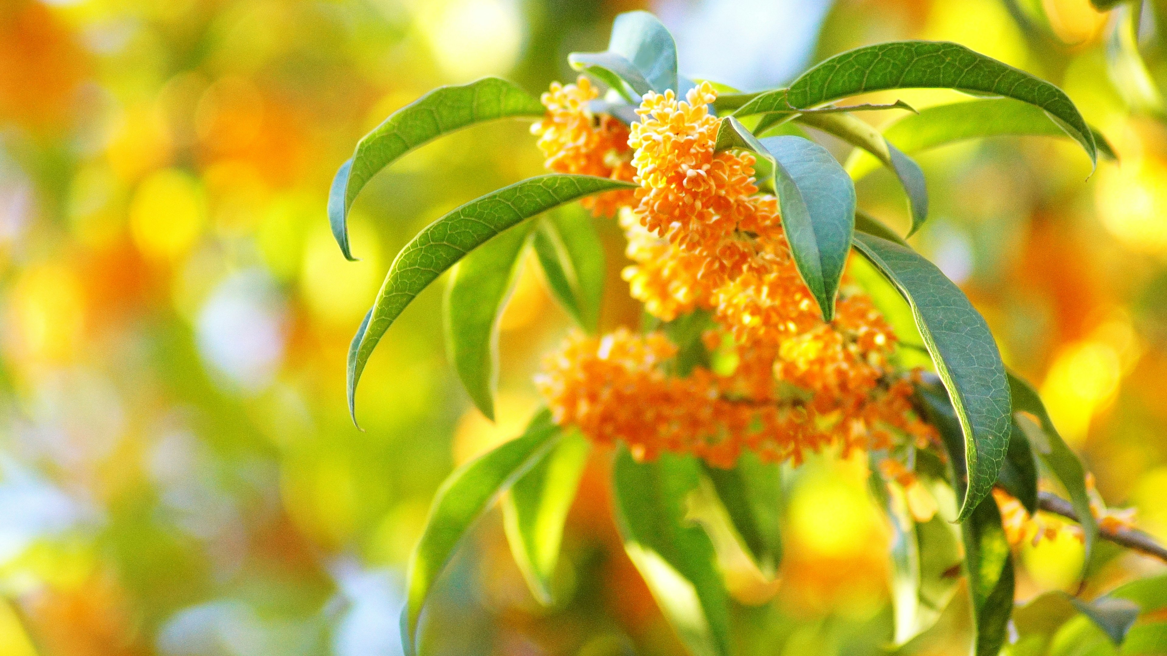 Nahaufnahme von leuchtend orangefarbenen Blüten und grünen Blättern einer Pflanze