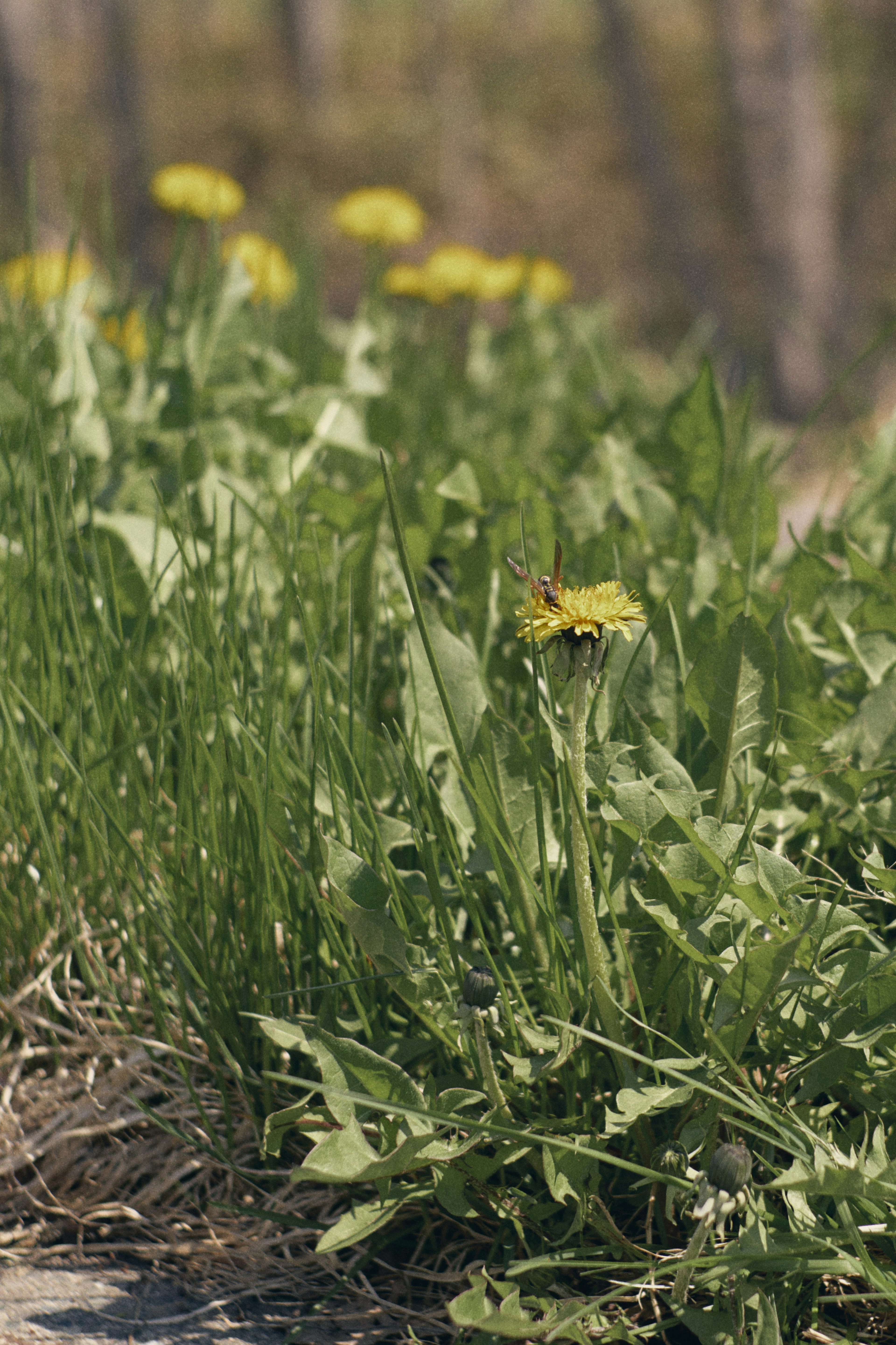 Paysage avec de l'herbe verte et des fleurs de pissenlit jaunes en fleurs