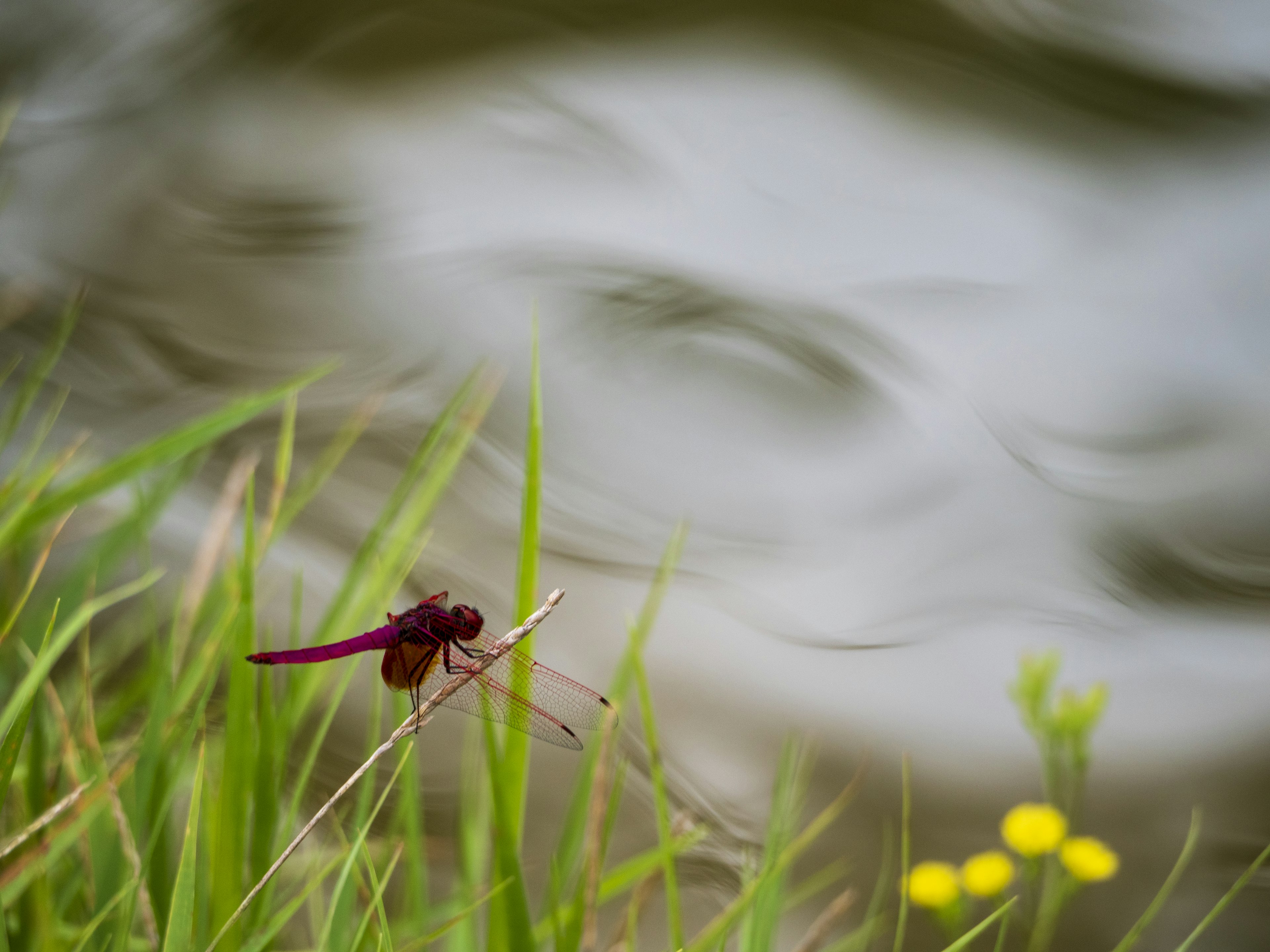 Libellule rouge posée sur l'herbe près de l'eau et fleurs jaunes environnantes