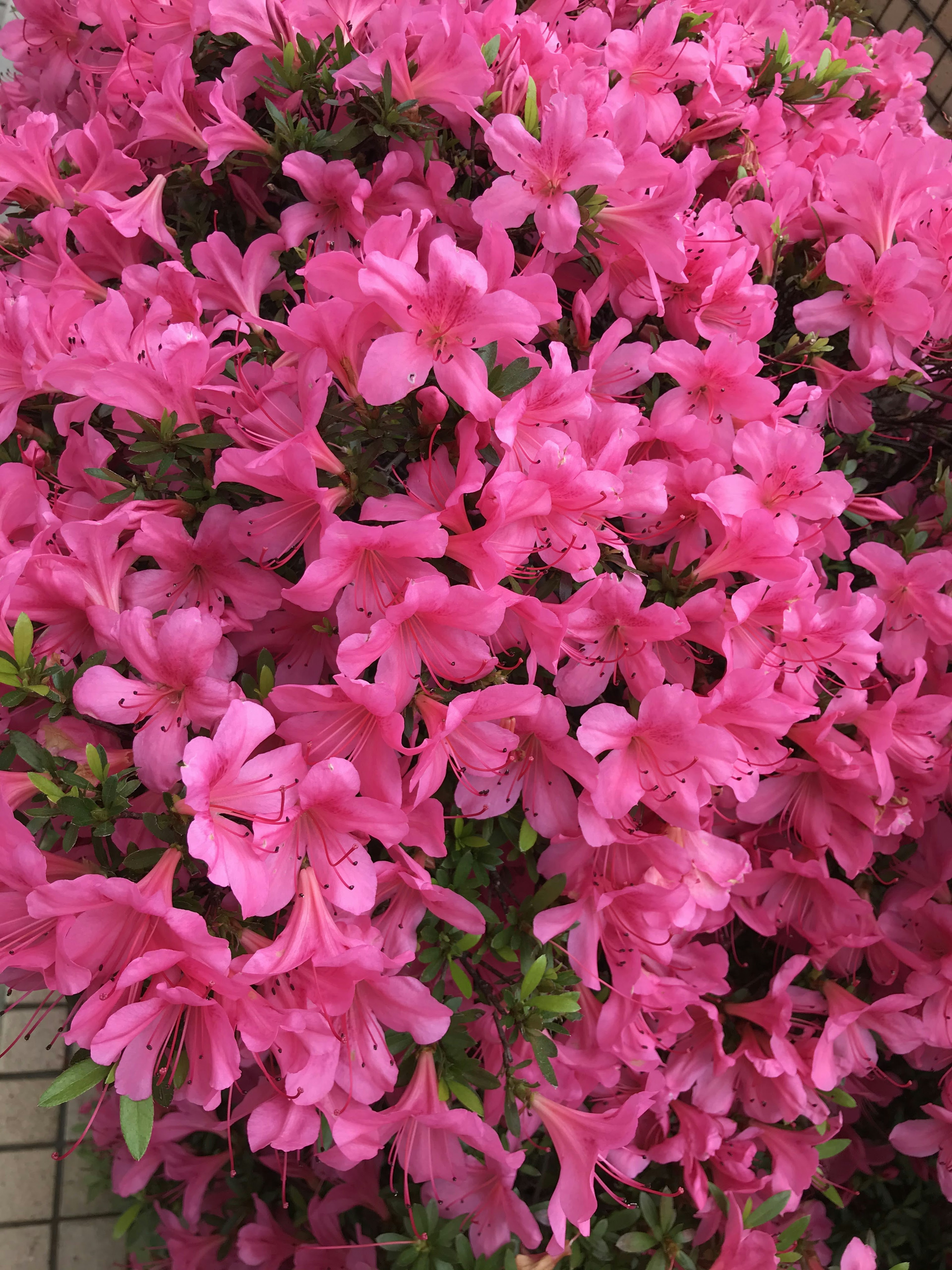 Vibrant pink azalea flowers in full bloom