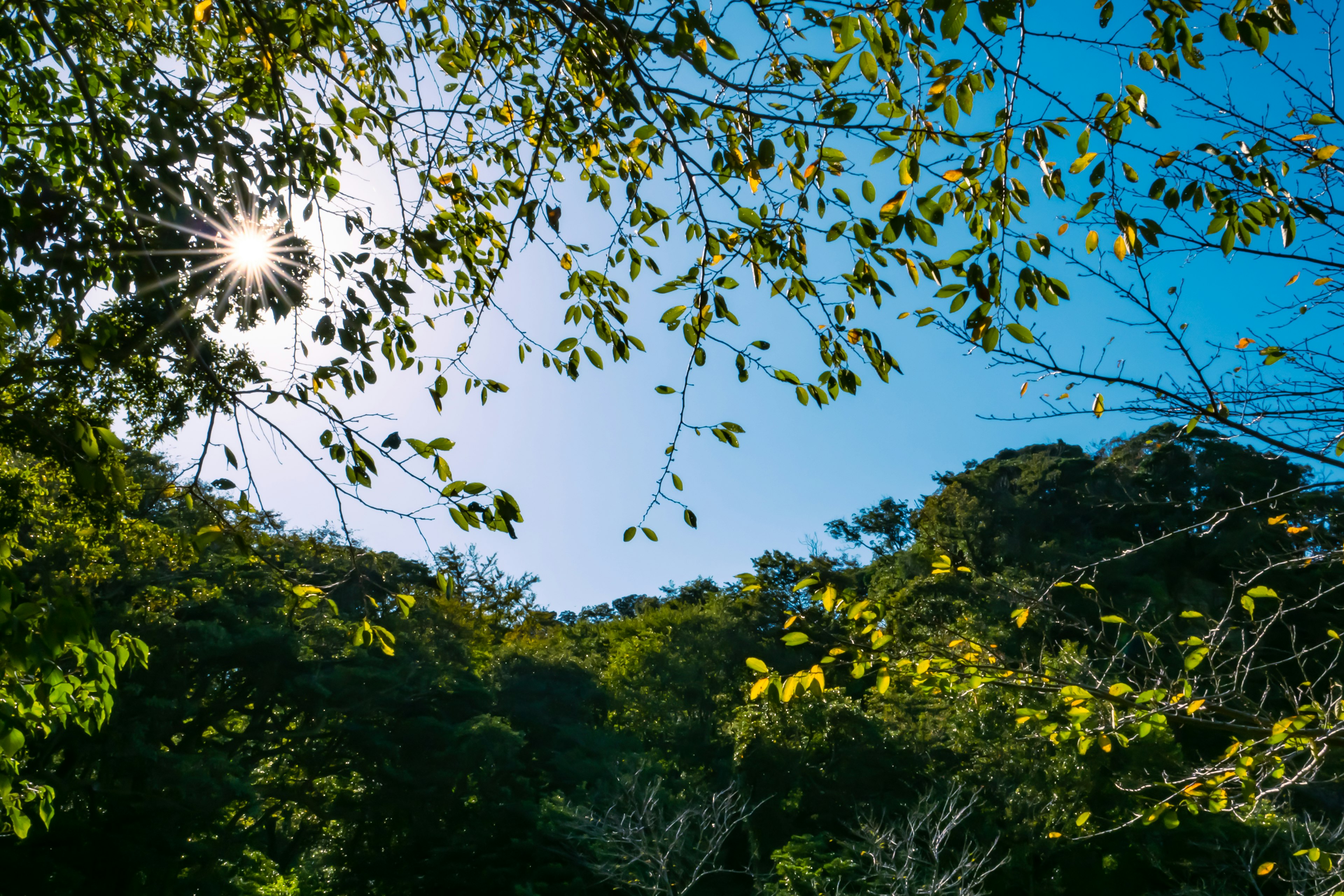 青空と緑の木々の葉が広がる自然の風景