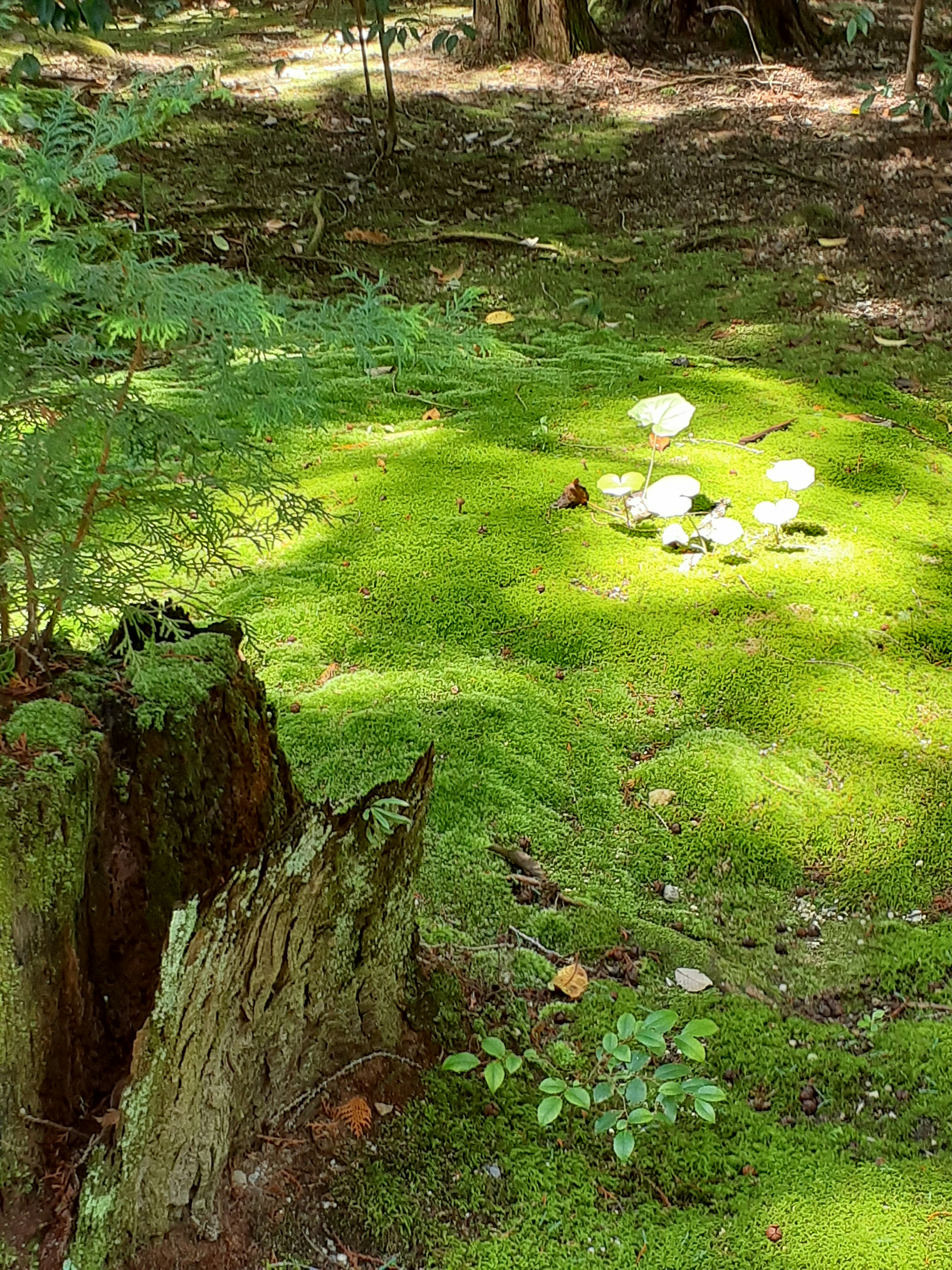 Forest floor covered in green moss with scattered white mushrooms