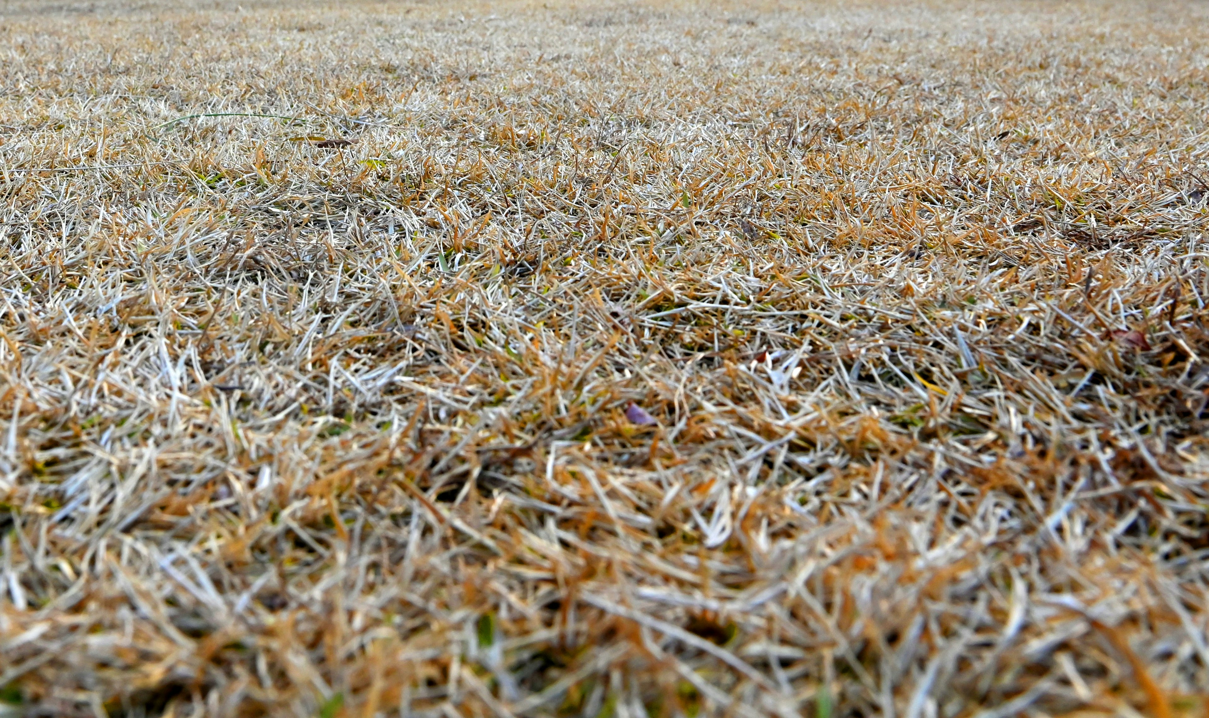 枯れた草地のクローズアップで茶色い草と乾燥した土が見える