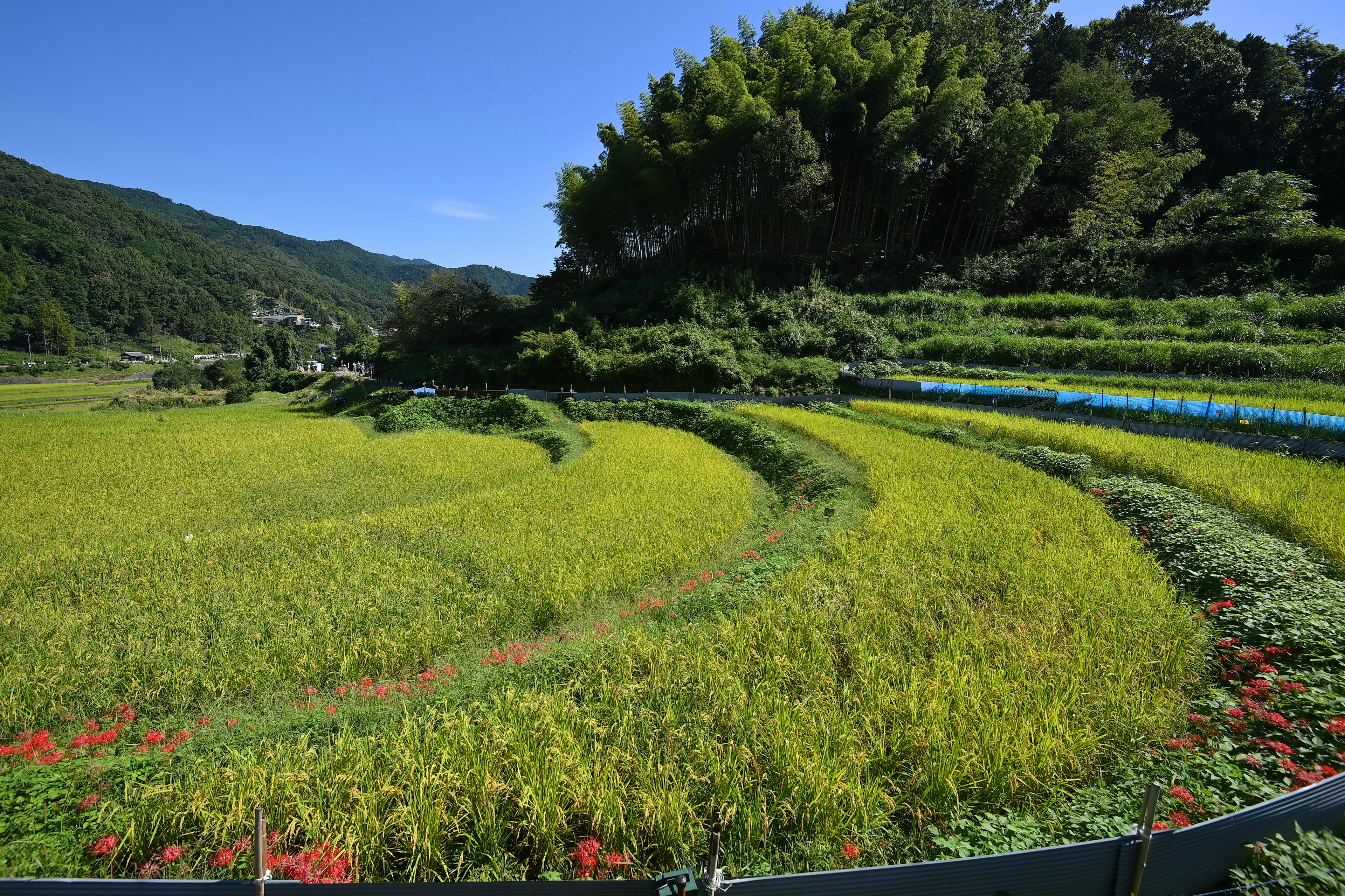 美麗的彎曲稻田和多彩植物的風景