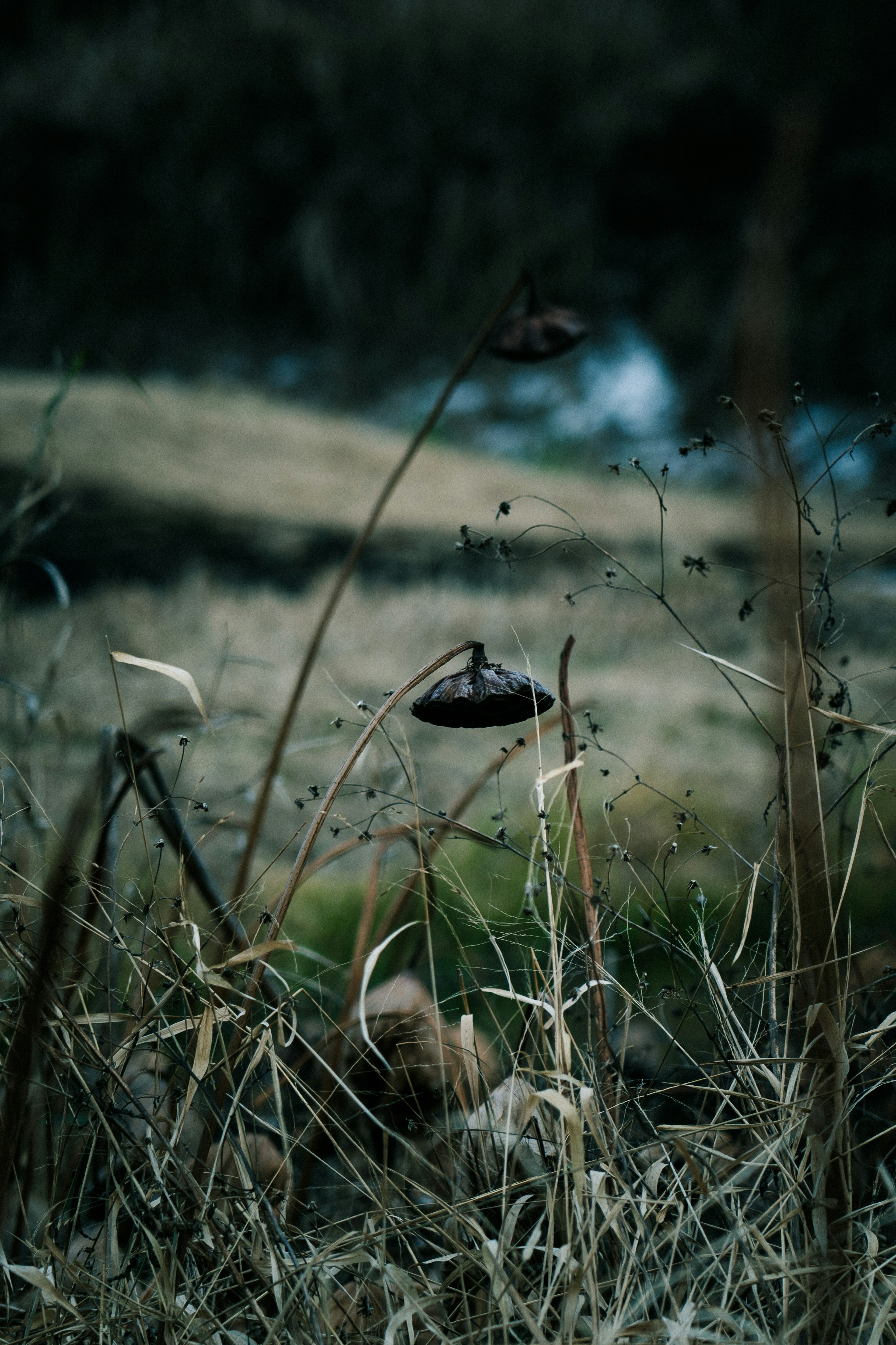 A small black object hanging among dry grass in a meadow