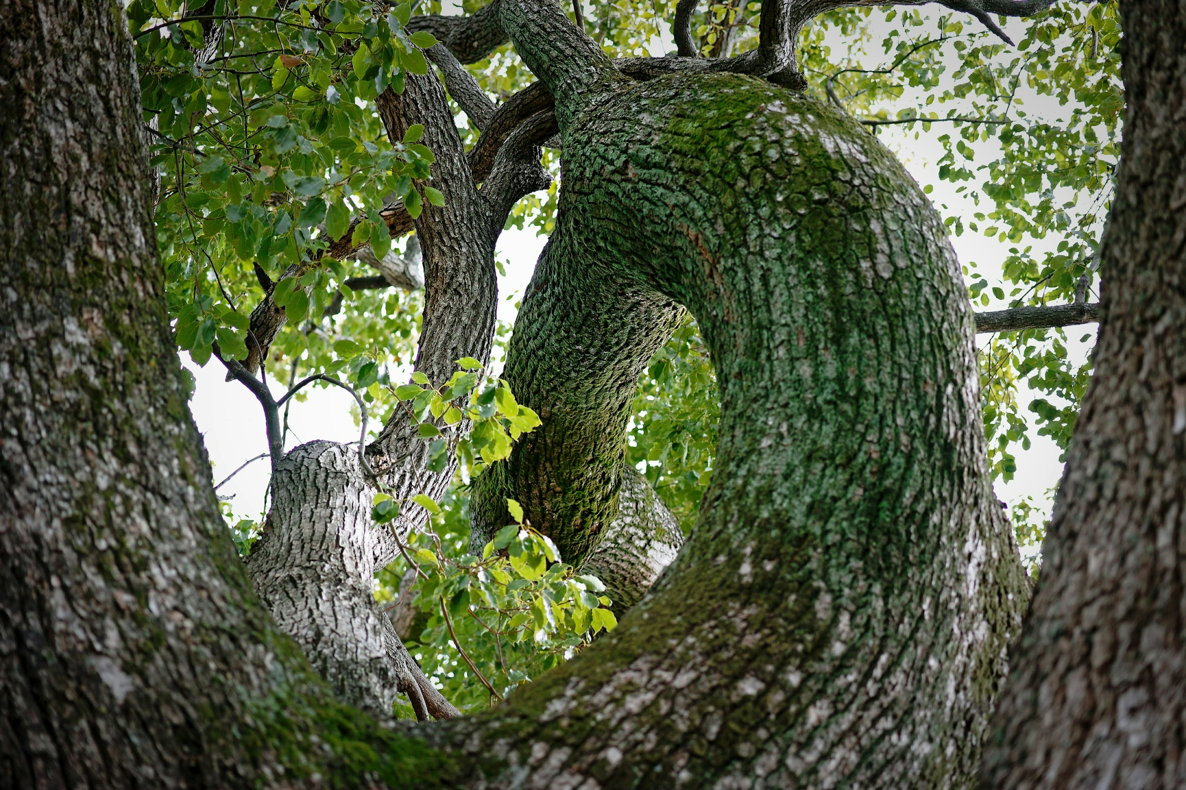 Curved tree trunk with vibrant green leaves