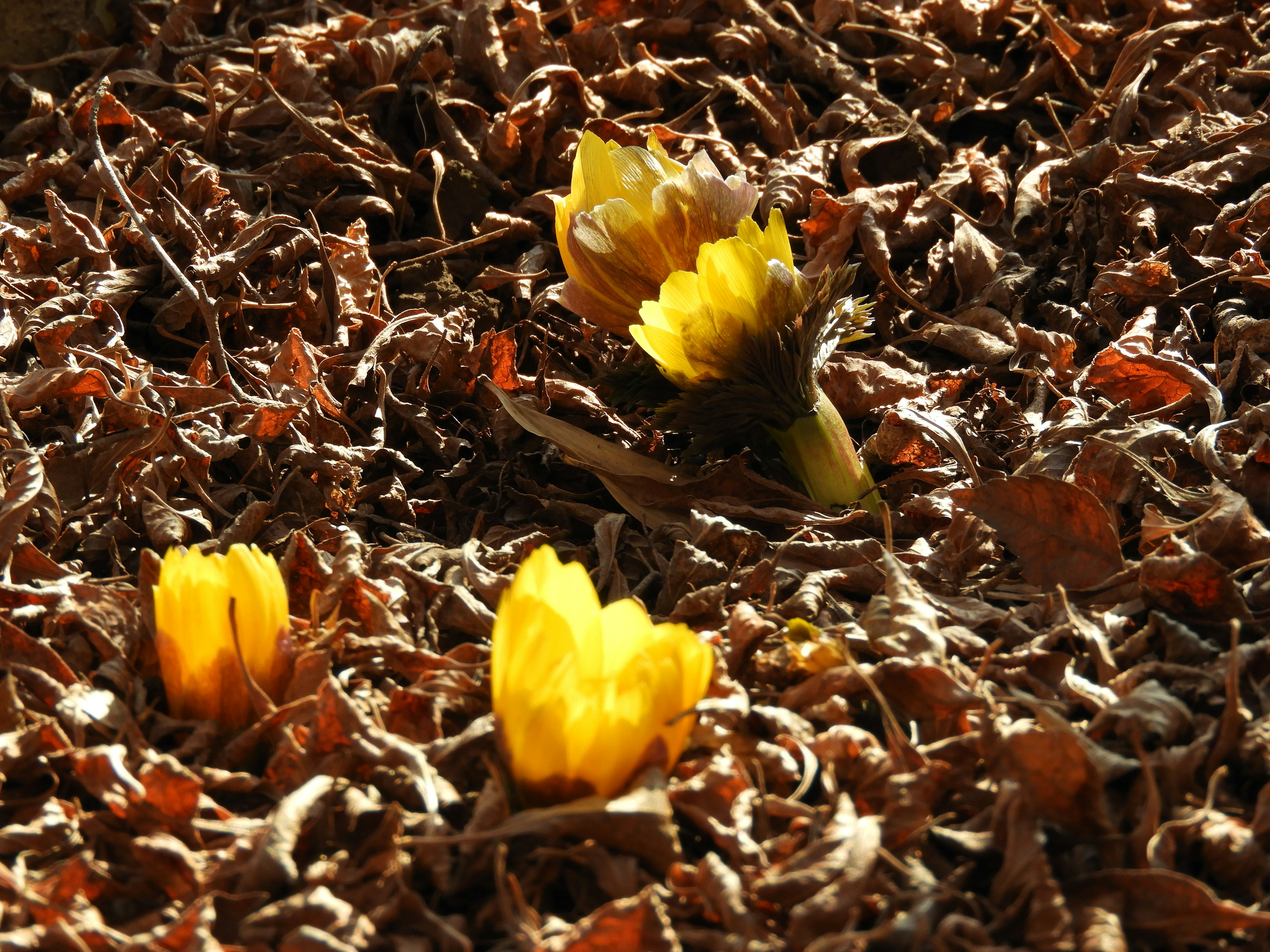 黄色の花が枯れた葉の中から顔を出している様子