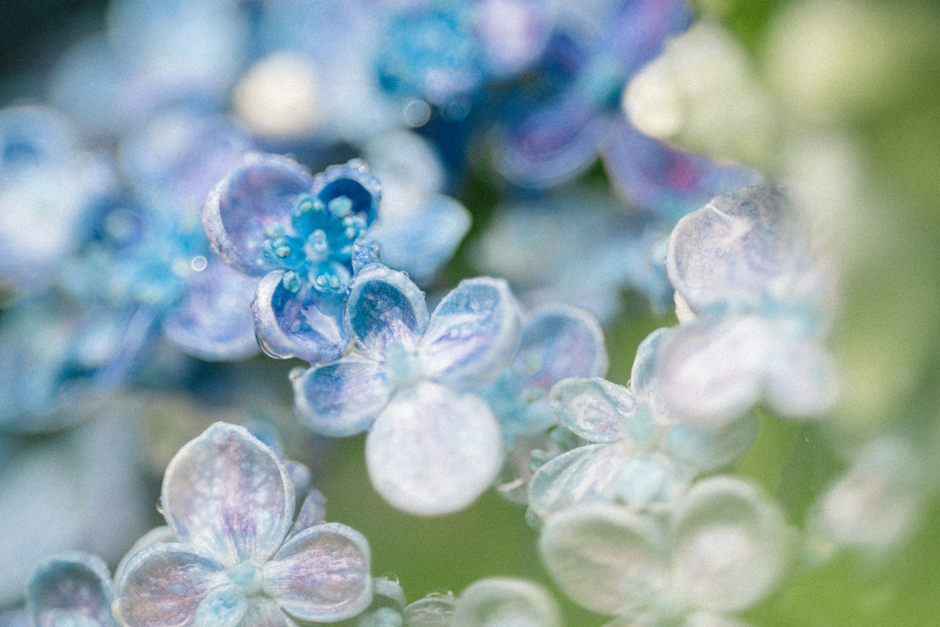 Hermosa toma macro de flores azules borrosas