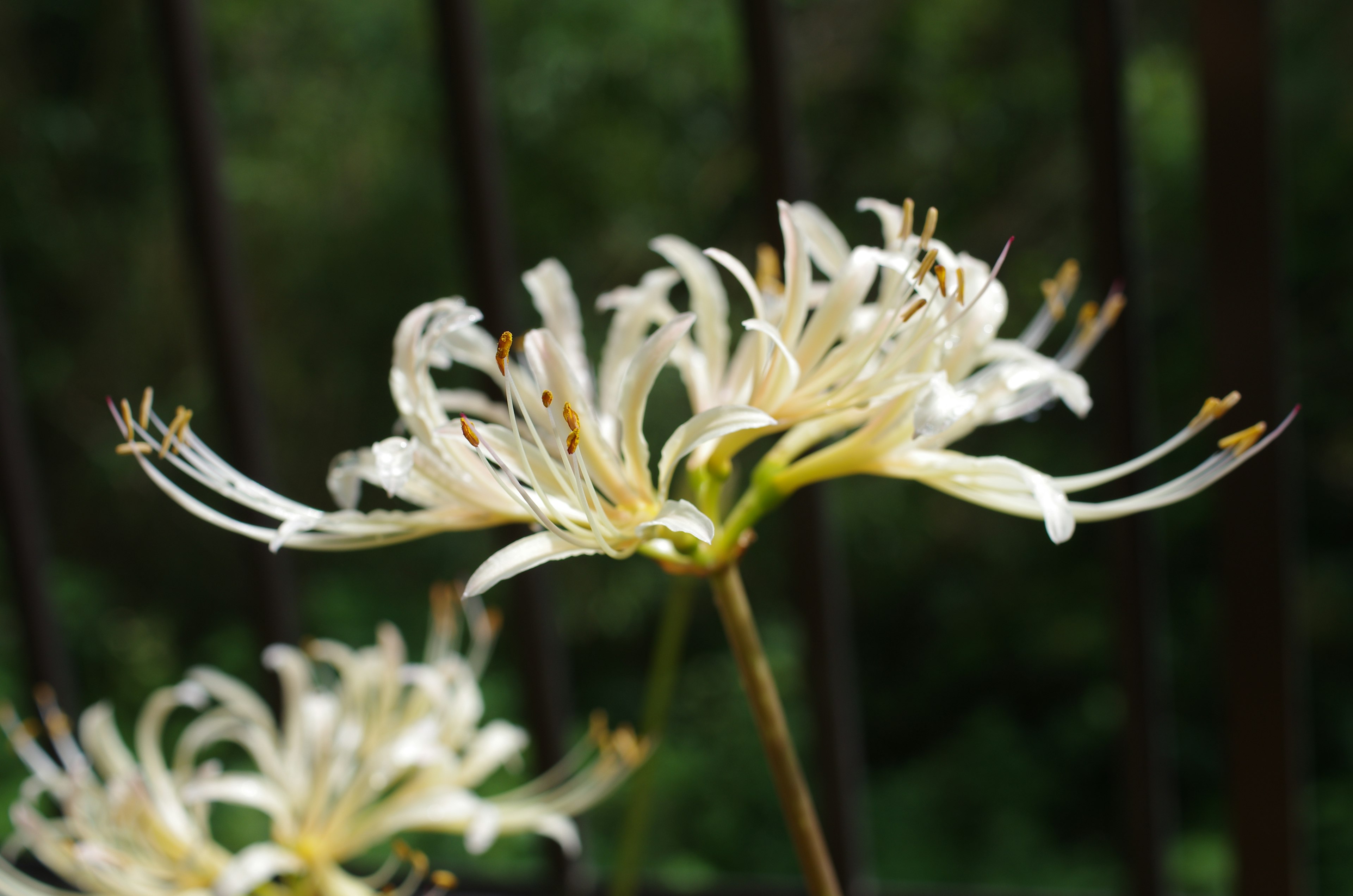 美丽的白色花朵盛开，花瓣细腻